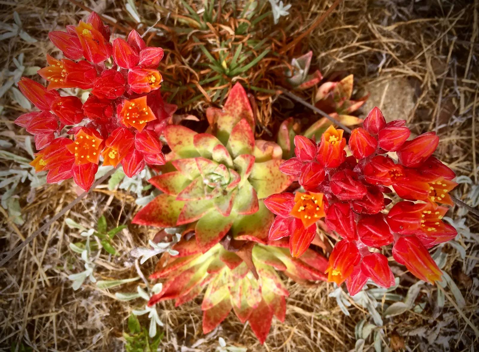 Palmer's Dudleya (Dudleya Palmeri) — spatulate leaves that exhibit a captivating bluish-green hue