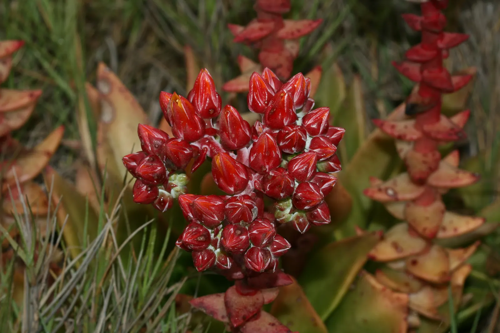 Palmer's Dudleya (Dudleya Palmeri) — With a rosette that can span up to 8 inches in diameter