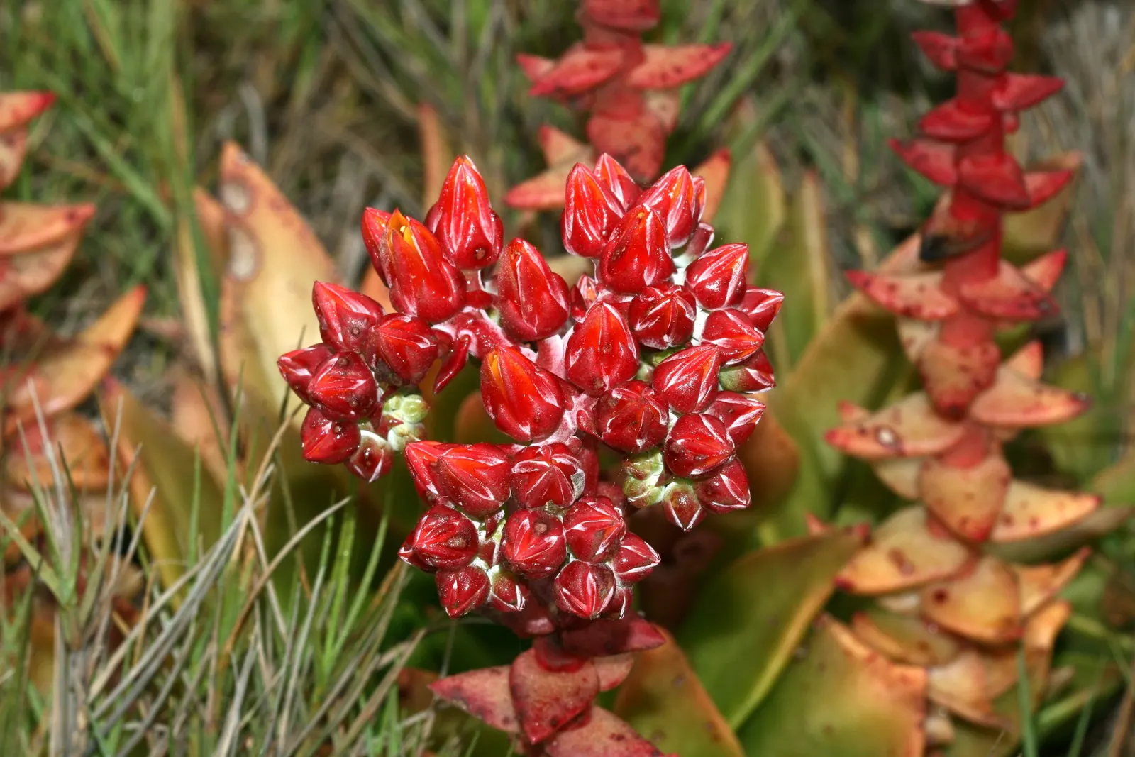 Palmer's Dudleya (Dudleya Palmeri) — each Palmer's Dudleya showcases a stunning array of fleshy