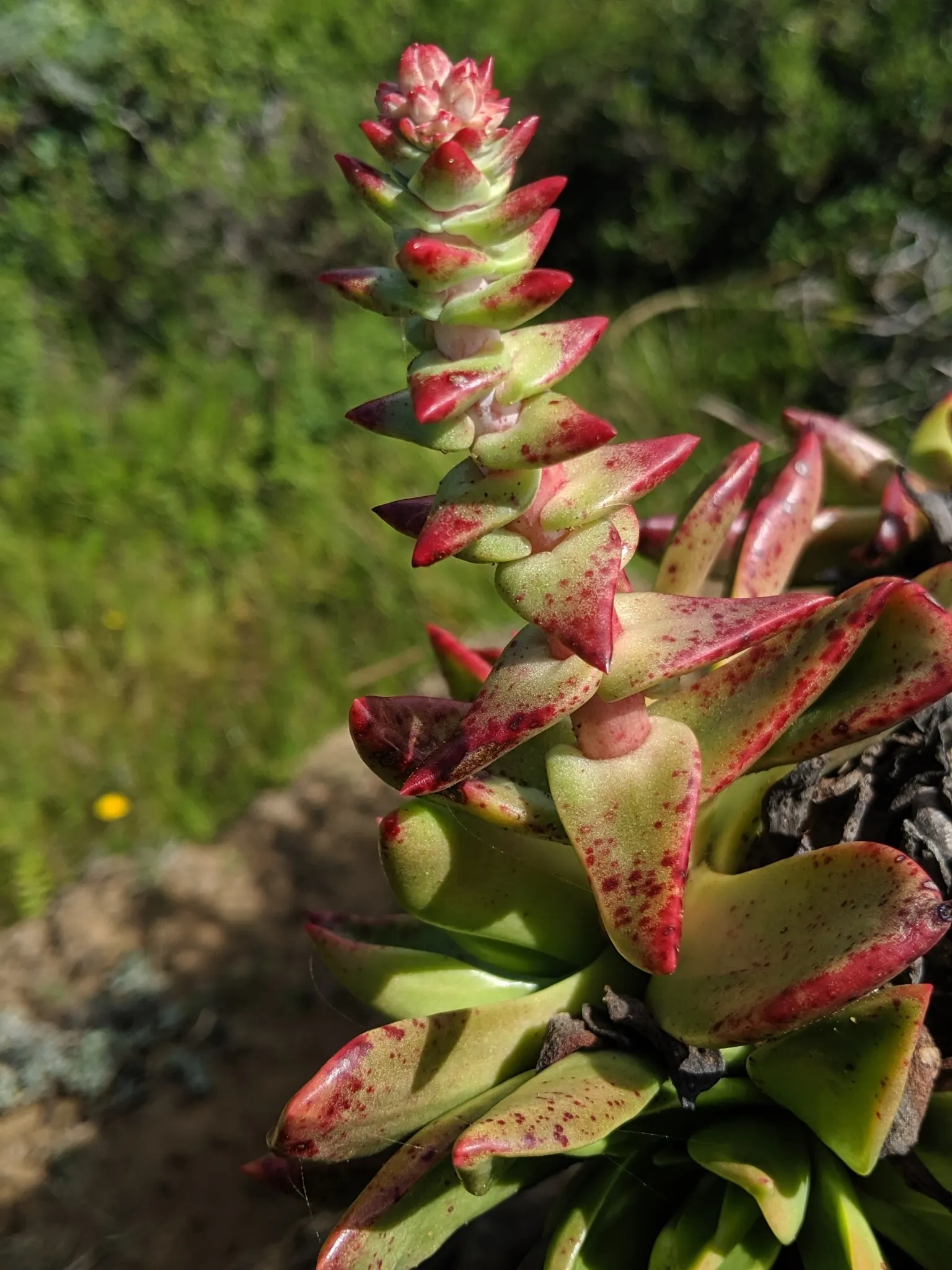 Palmer's Dudleya (Dudleya Palmeri) — scientifically named Dudleya palmeri