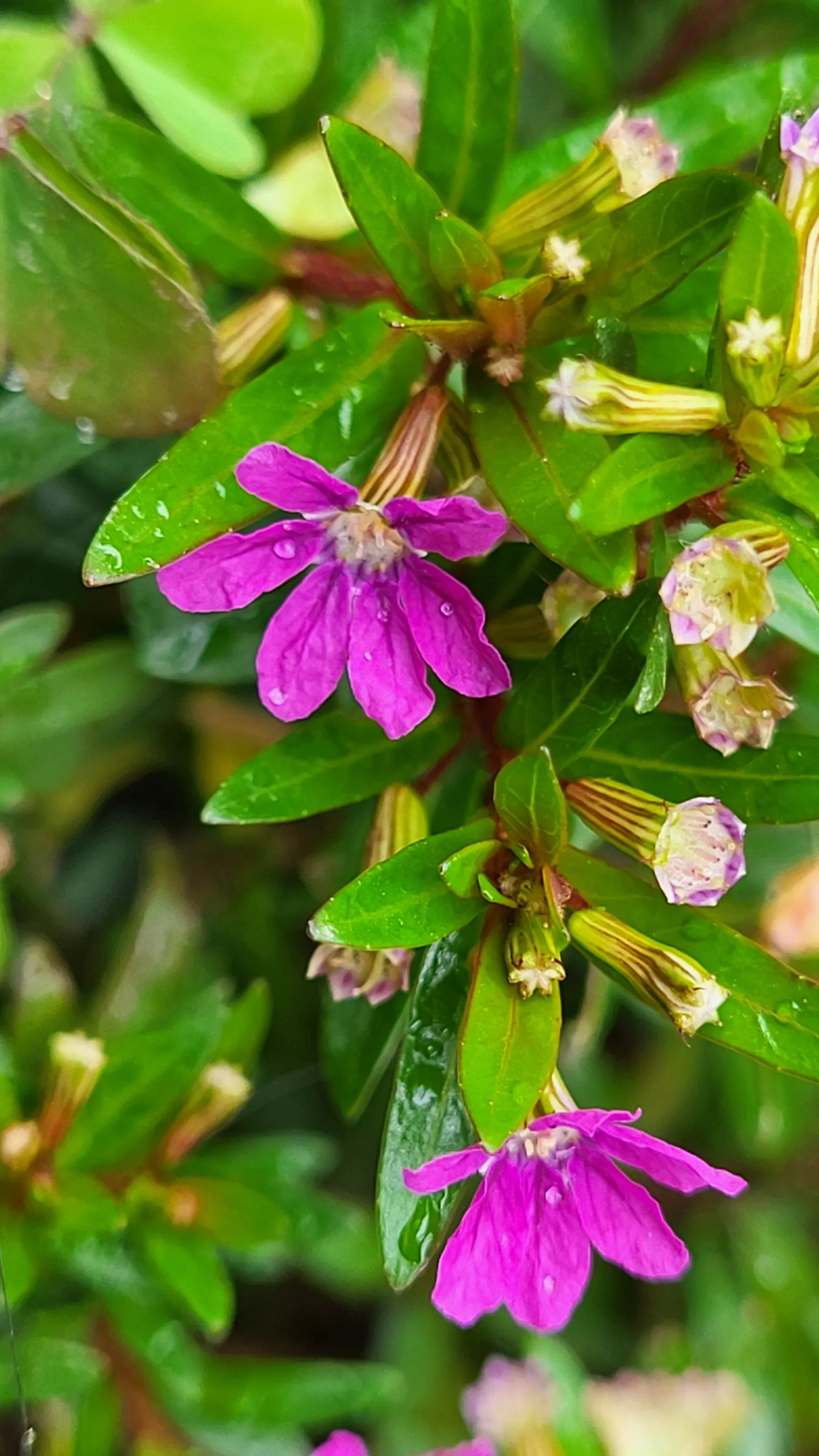 False Heather (Cuphea Hyssopifolia) — consider using False Heather as a low hedge; is a versatile and evergreen shrub that brings a touch of, image 98