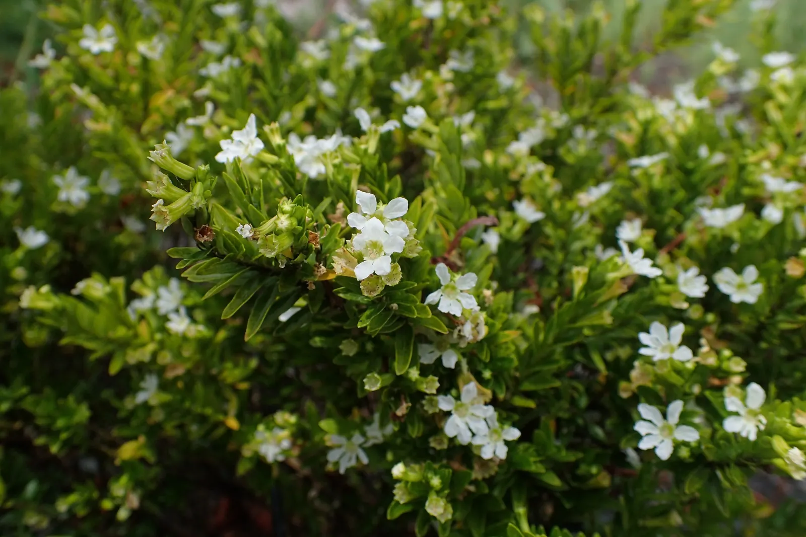 False Heather (Cuphea Hyssopifolia) — resembling that of heather