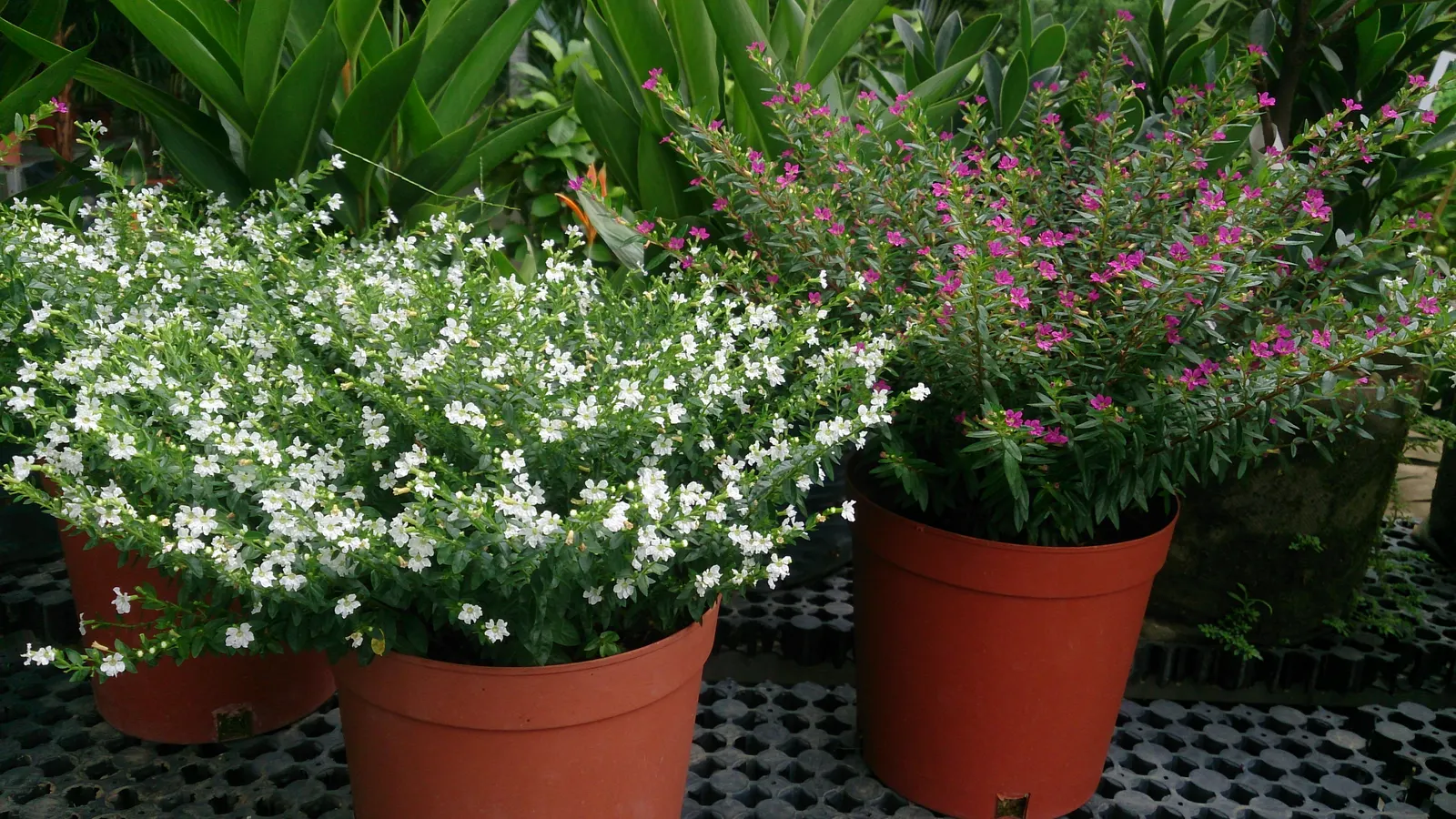 False Heather (Cuphea Hyssopifolia) — This charming plant typically reaches a height and spread of 2 to 3 feet; evergreen shrub with a dense, image 60