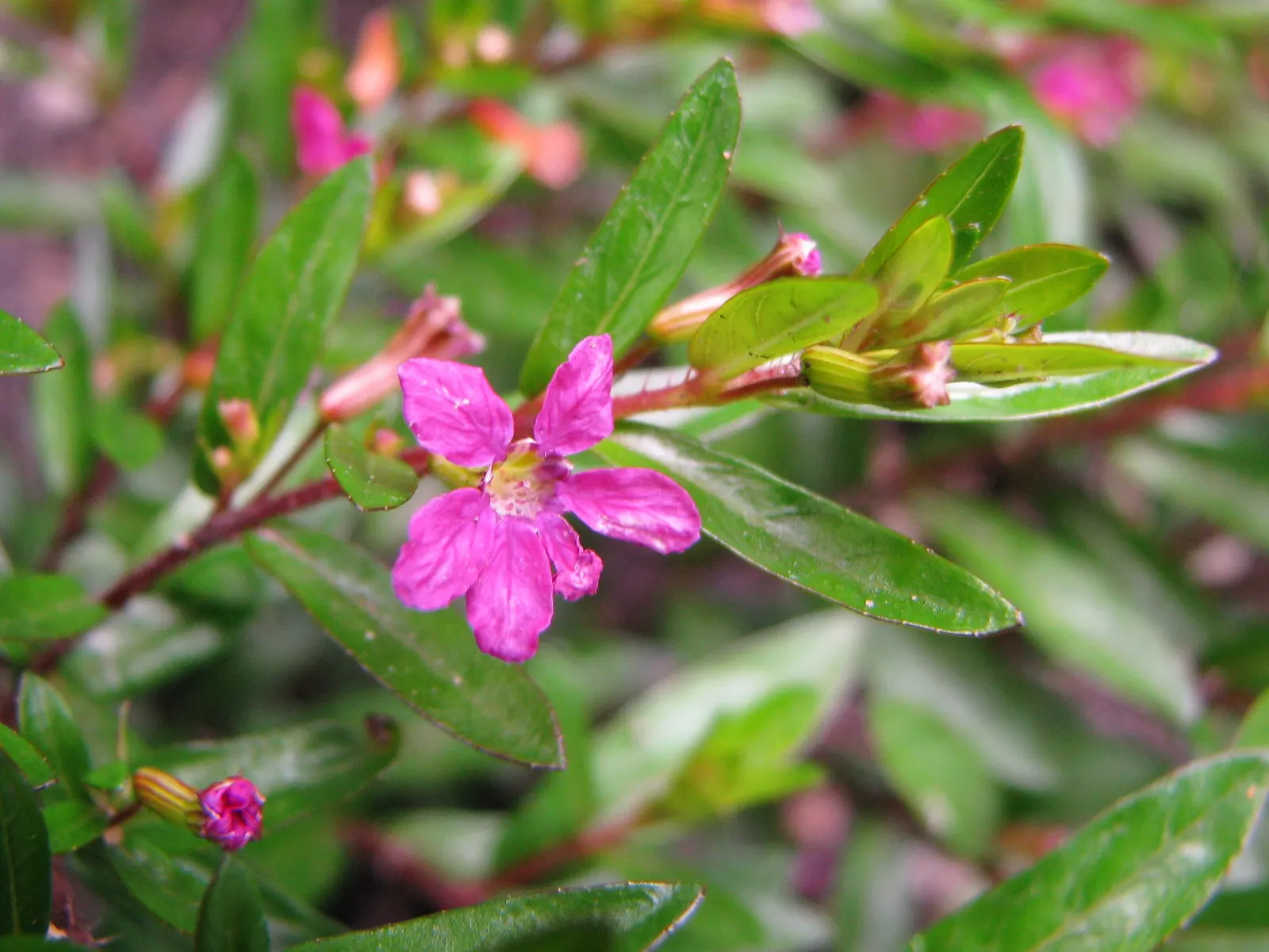 False Heather (Cuphea Hyssopifolia) — reaching up to 24 inches in height and spread; these deep green leaves create a lush backdrop for the plant's, image 106
