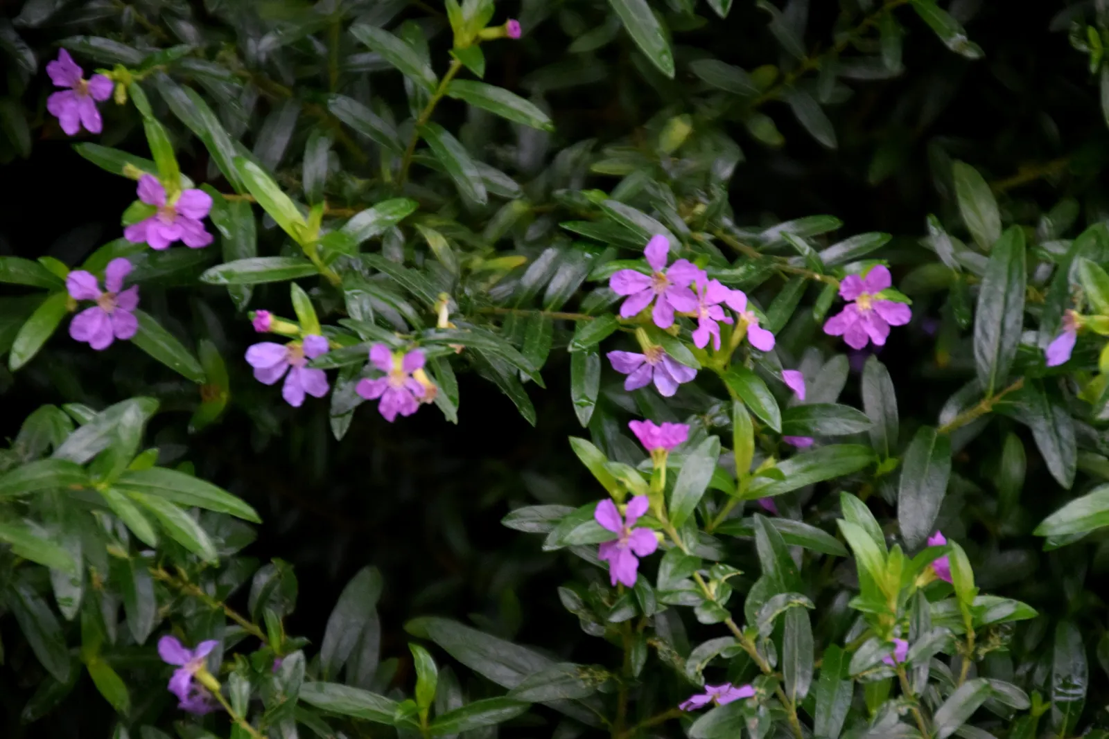 False Heather (Cuphea Hyssopifolia) — perennial / shrub for full or half; its compact size also makes it an ideal choice for urban gardens or smaller spaces