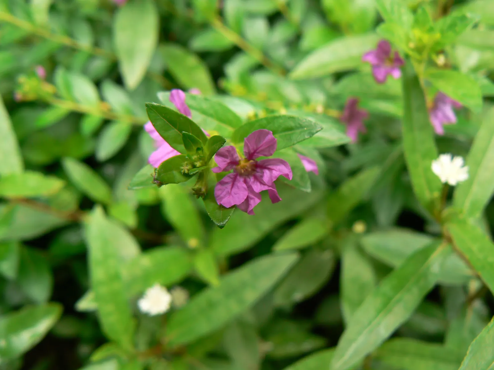 False Heather (Cuphea Hyssopifolia) — perennial / shrub with lavender and pink blooms; once established, it is moderately drought-tolerant, requiring less