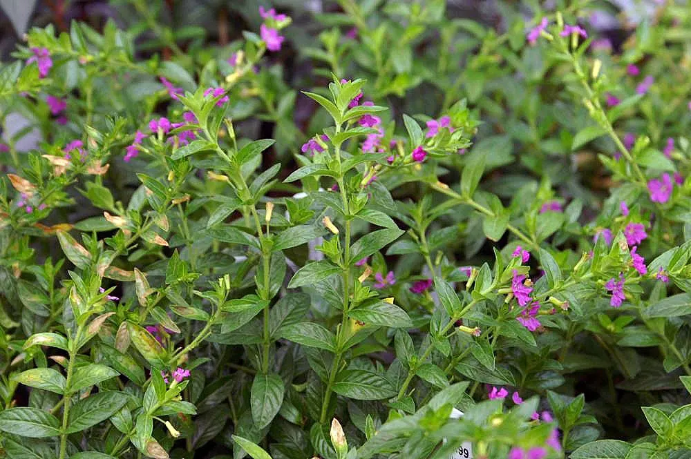 False Heather (Cuphea Hyssopifolia) — is a versatile and evergreen shrub that brings a touch of delicate beauty to any landscape design