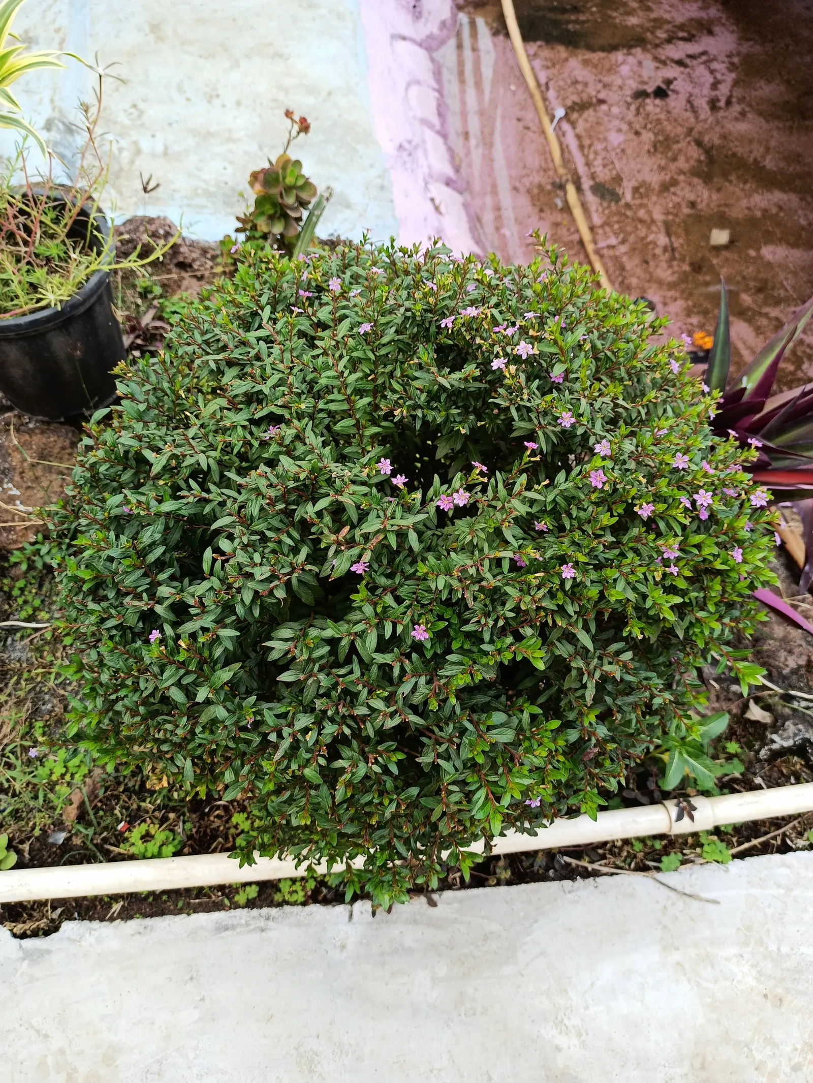 False Heather (Cuphea Hyssopifolia) — scientifically known as Cuphea hyssopifolia; the flowers are approximately 0.5 inches in length and emerge in, image 84