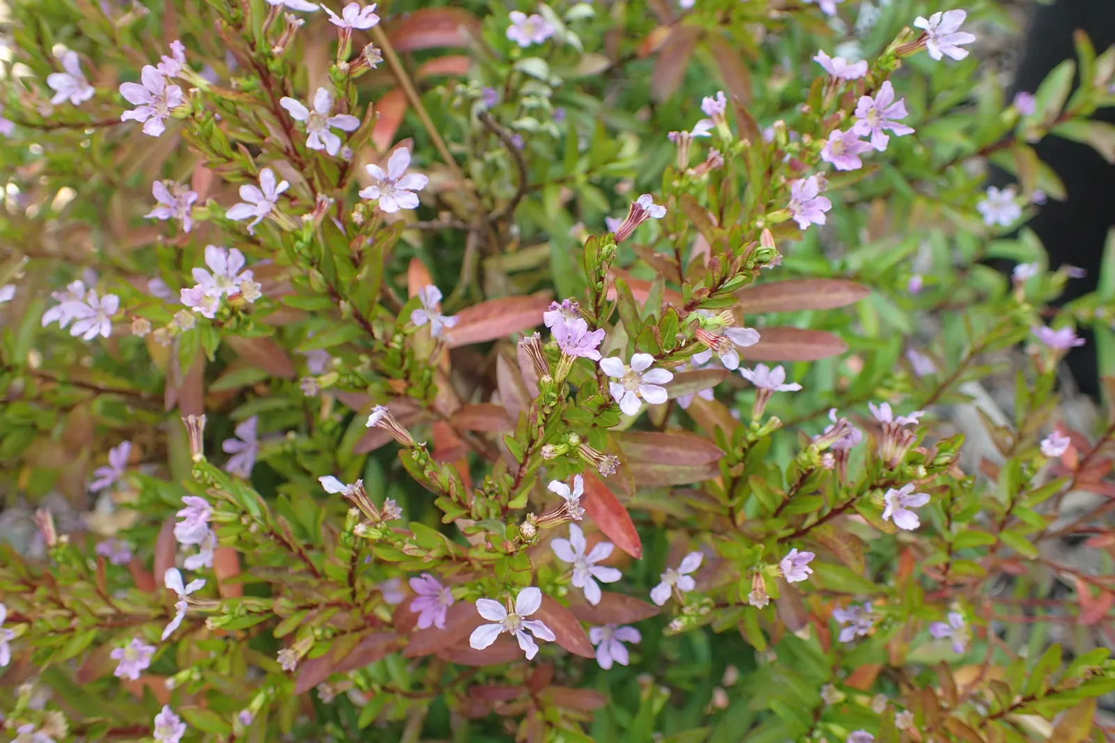 False Heather (Cuphea Hyssopifolia) — and trimming should be done after the main flowering period to encourage further blooming