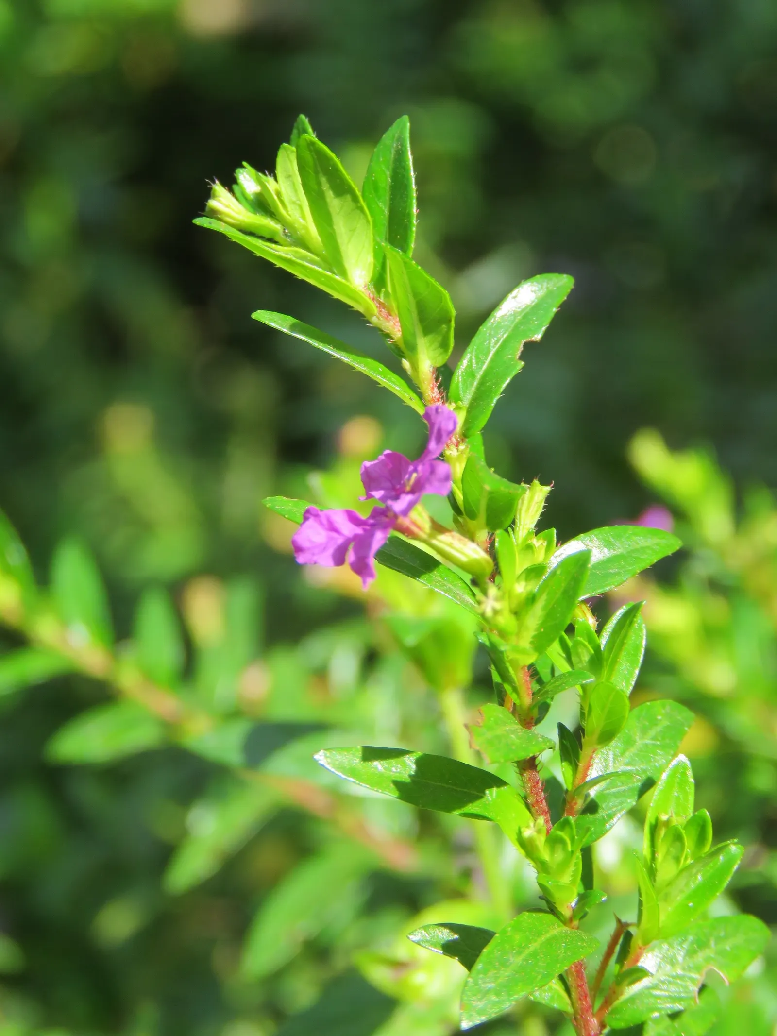 False Heather (Cuphea Hyssopifolia) — and trimming should be done after the main flowering period to encourage further blooming; <br><br>In the, image 96