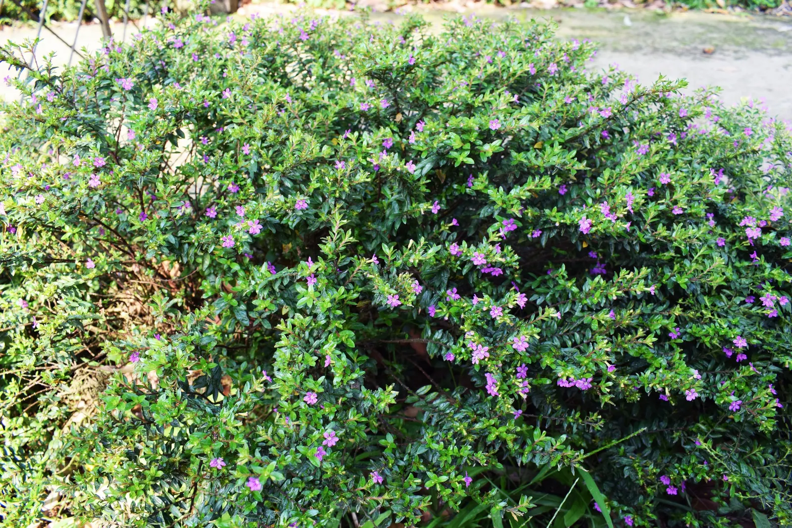 False Heather (Cuphea Hyssopifolia) — which bloom in shades of lavender; lavender to white trumpet-shaped flowers that bloom year-round in warm climates