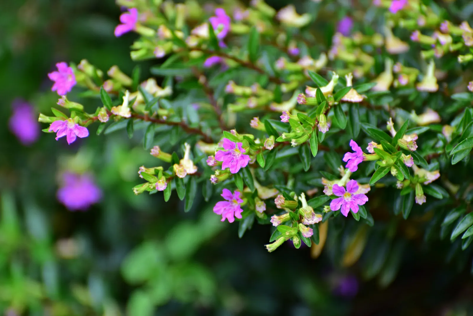 False Heather (Cuphea Hyssopifolia) — evergreen shrub with a dense; prefers full sun to partial shade and well-drained soil, image 53