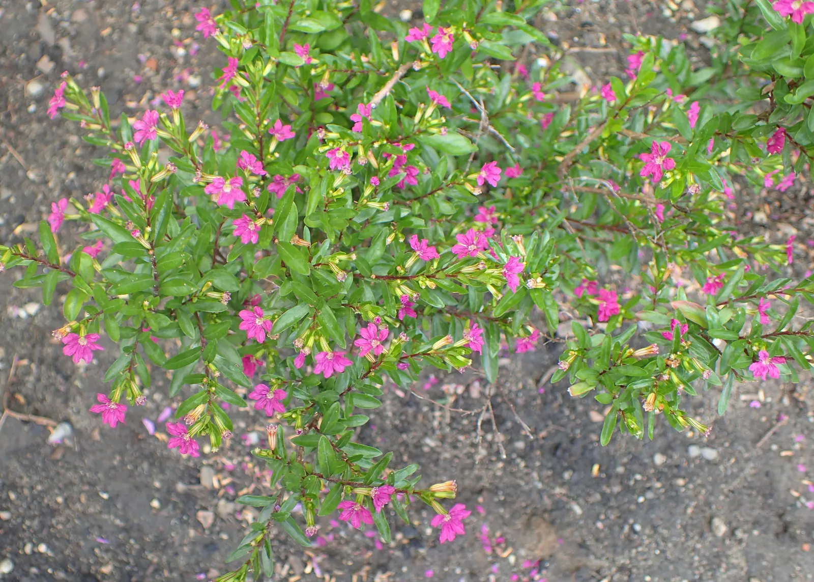 False Heather (Cuphea Hyssopifolia) — Cuphea hyssopifolia can be groomed to maintain its tidy form; which bloom in shades of lavender, image 69
