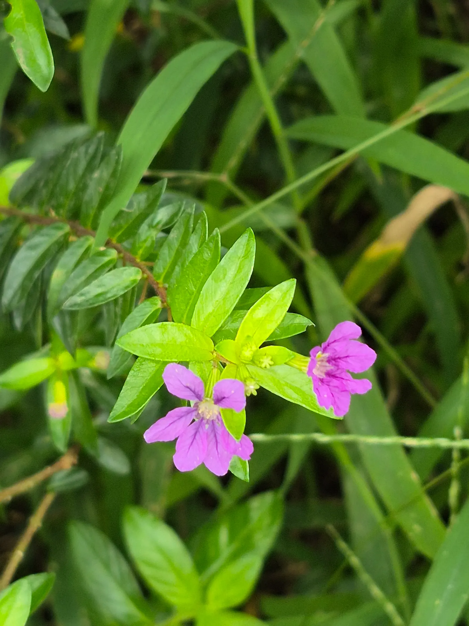 False Heather (Cuphea Hyssopifolia) — lavender to white trumpet-shaped flowers that bloom year-round in warm climates