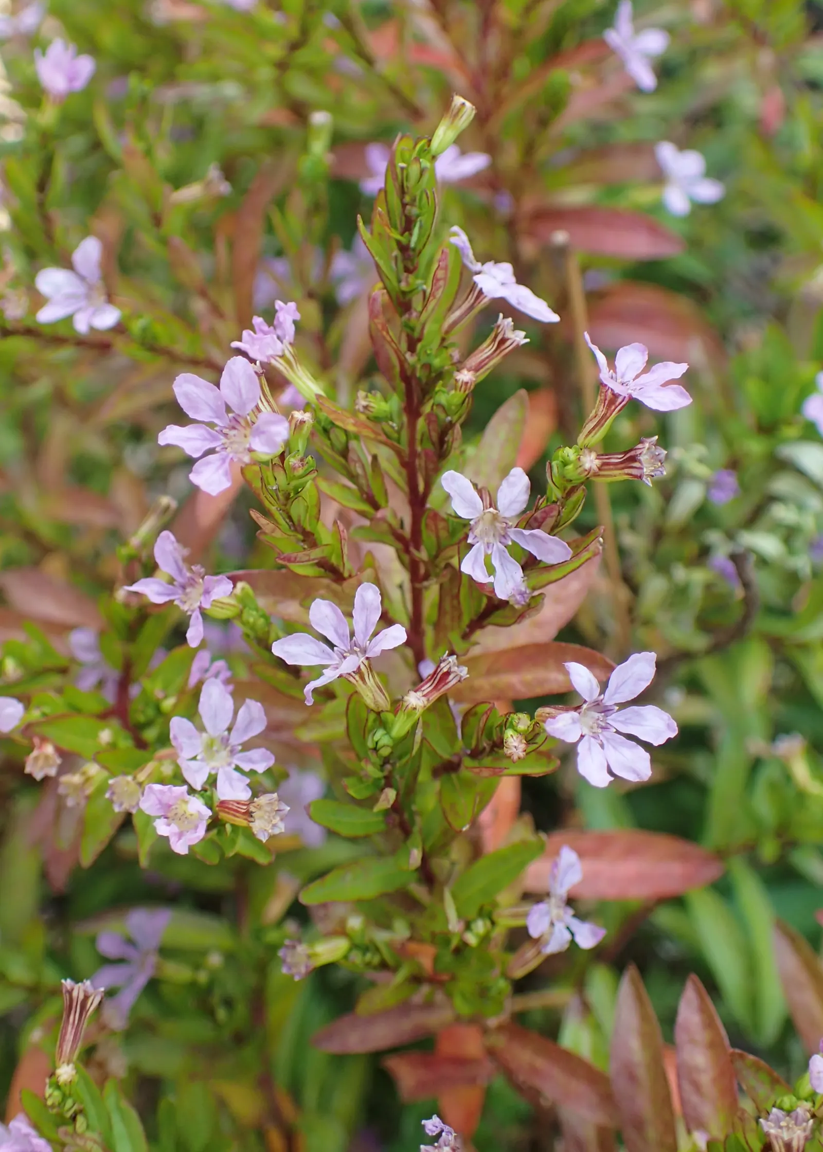 False Heather (Cuphea Hyssopifolia) — The flowers are approximately 0.5 inches in length and emerge in abundance throughout the warmer months