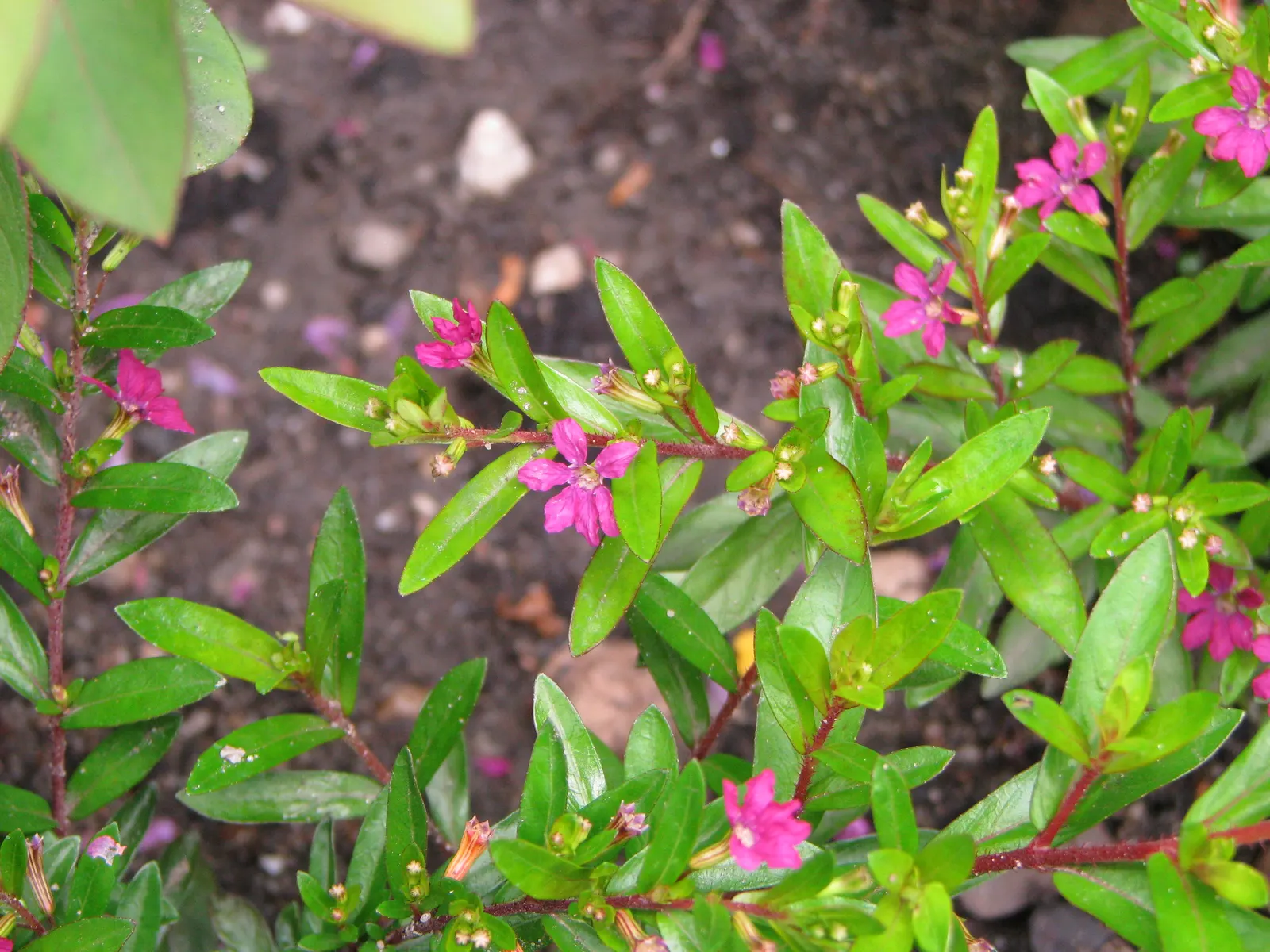 False Heather (Cuphea Hyssopifolia) — evergreen shrub with a dense; prefers full sun to partial shade and well-drained soil, image 79