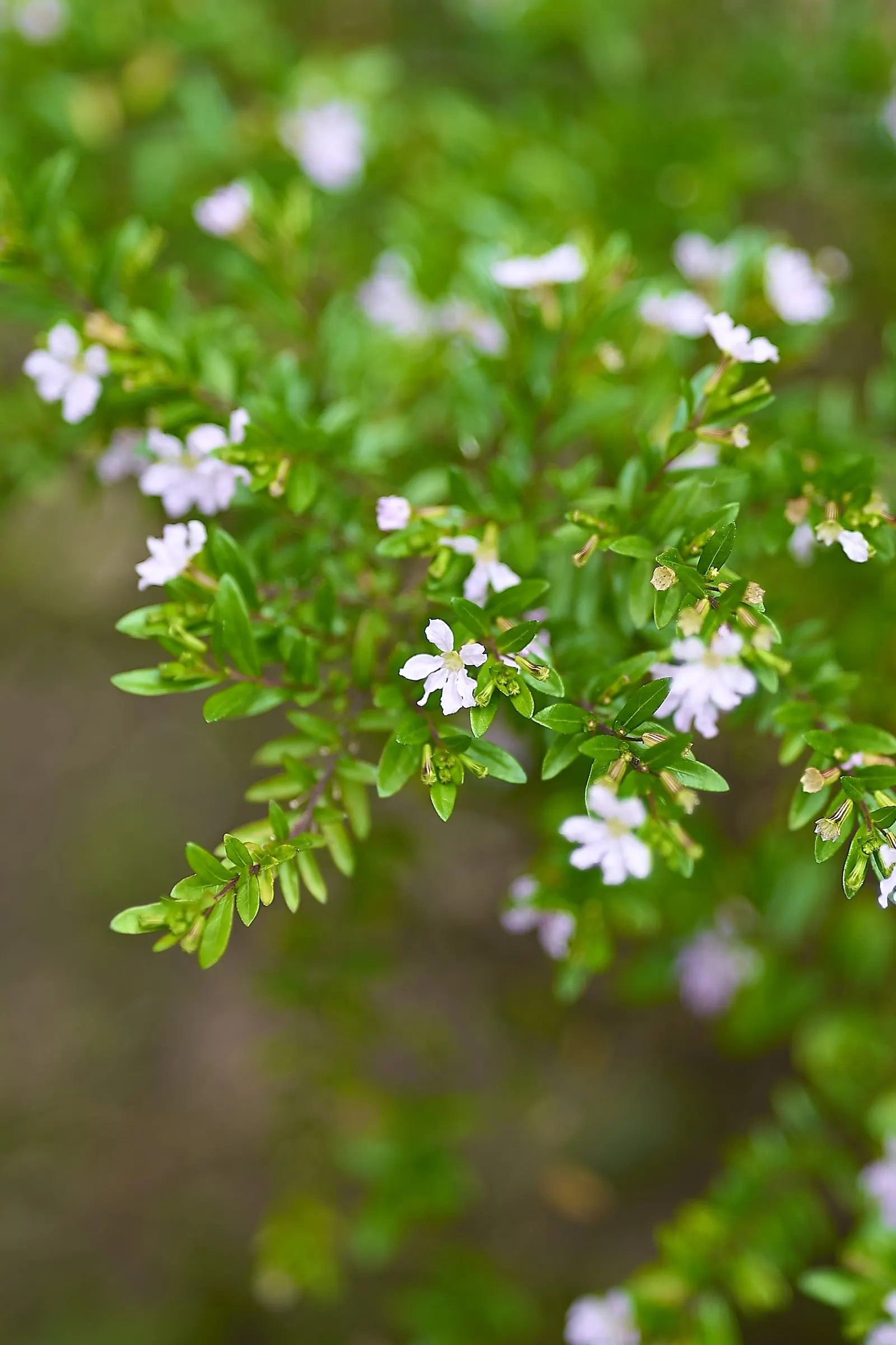 False Heather (Cuphea Hyssopifolia) — <br><br>In the landscape design