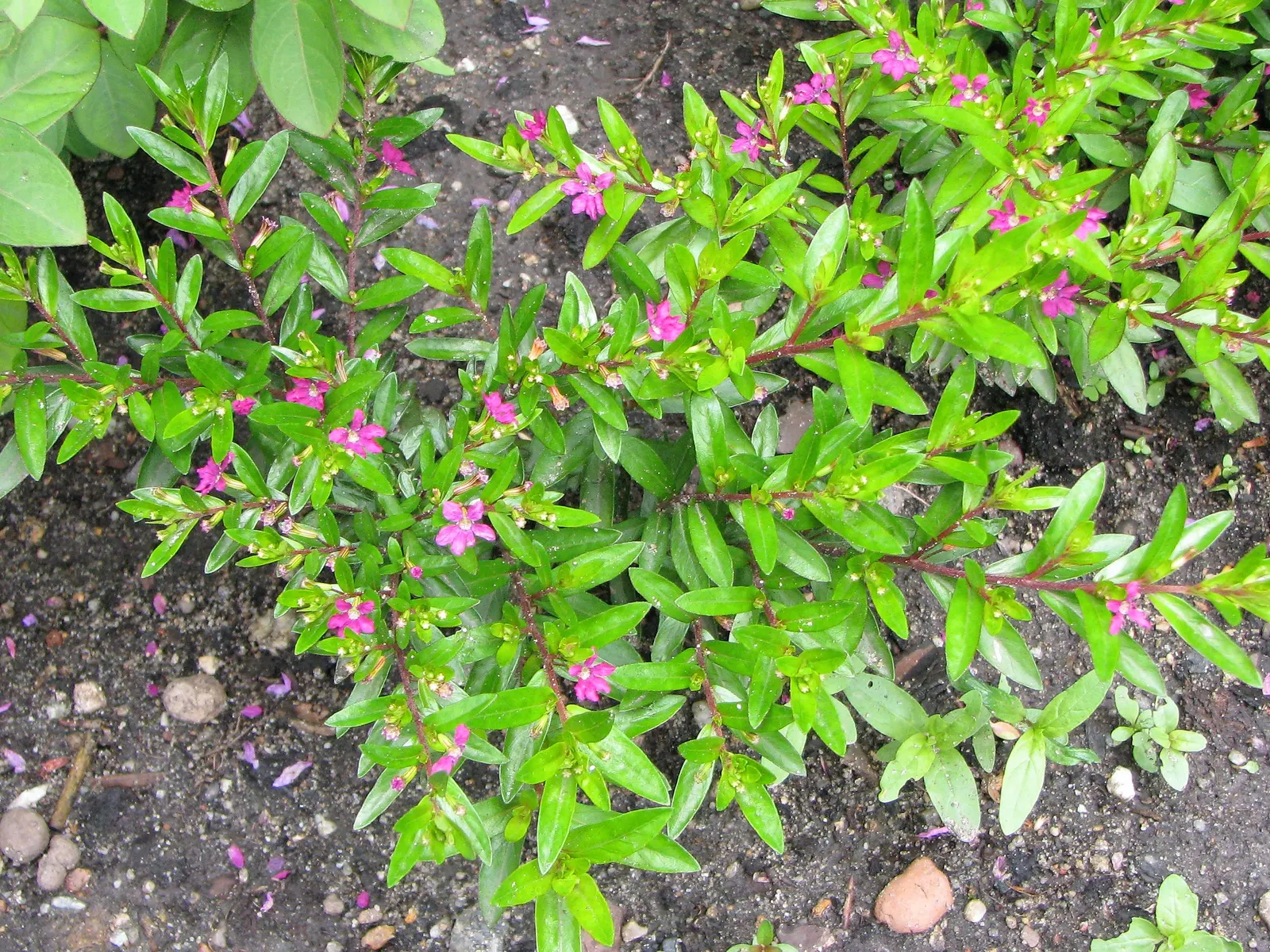 False Heather (Cuphea Hyssopifolia) — These deep green leaves create a lush backdrop for the plant's profusion of petite; or in container plantings, image 89