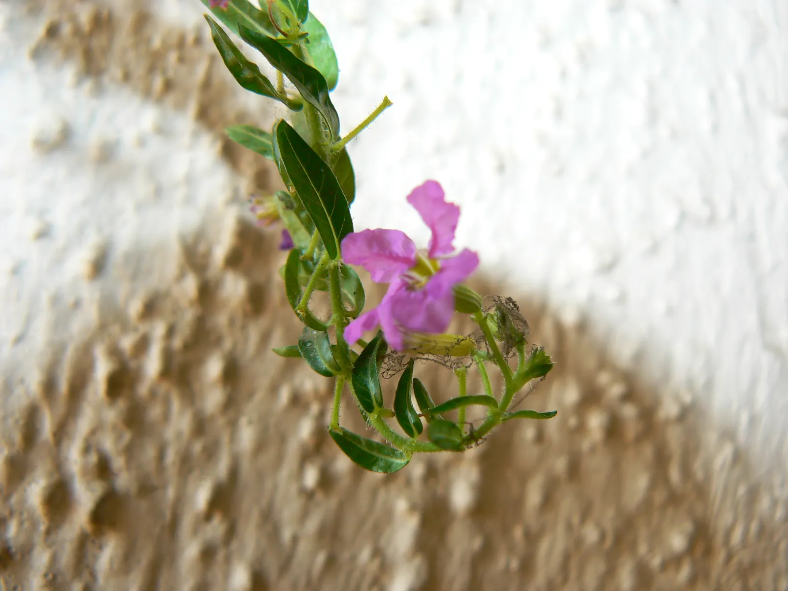 False Heather (Cuphea Hyssopifolia) — is a versatile and evergreen shrub that brings a touch of delicate beauty to any landscape design; consider, image 59
