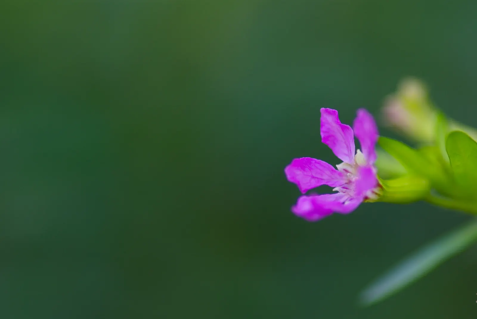 False Heather (Cuphea Hyssopifolia) — which bloom in shades of lavender; lavender to white trumpet-shaped flowers that bloom year-round in warm, image 64