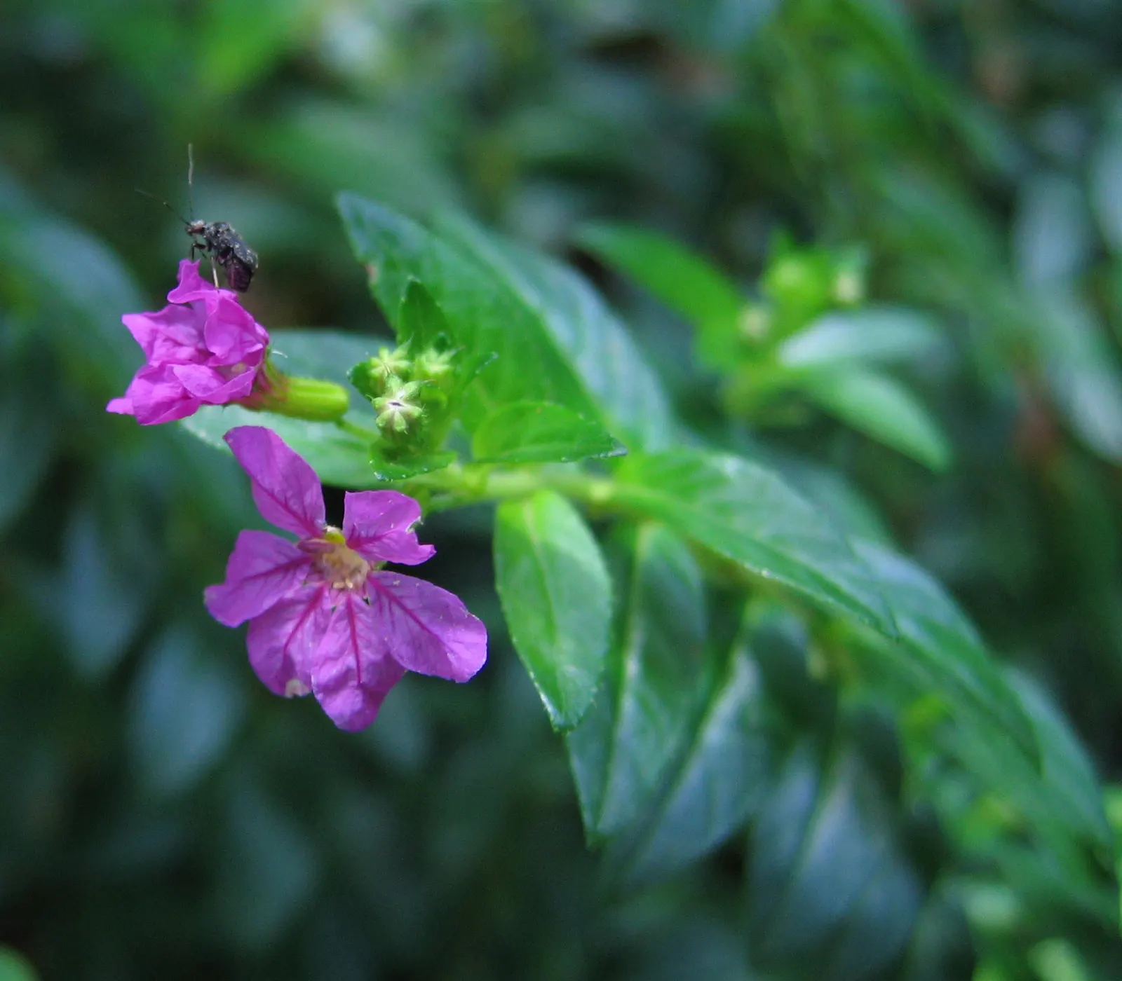 False Heather (Cuphea Hyssopifolia) — from late spring into fall; cuphea hyssopifolia can be groomed to maintain its tidy form