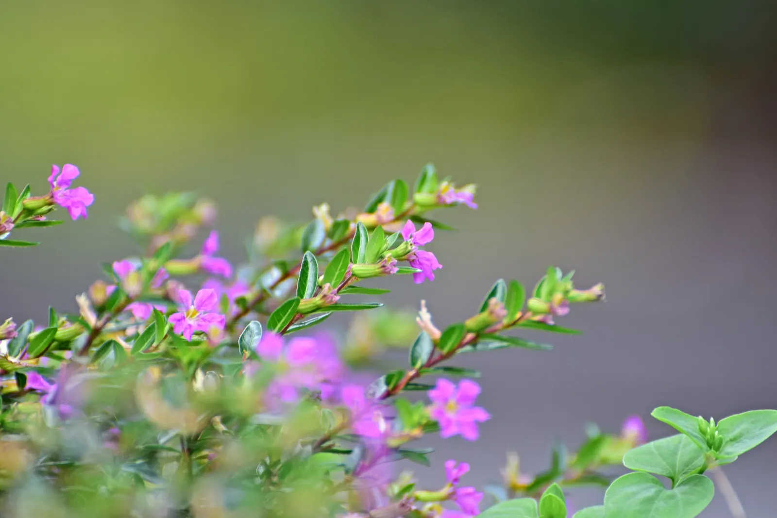 False Heather (Cuphea Hyssopifolia) — <br><br>In the landscape design; perennial / shrub for full or half, image 71