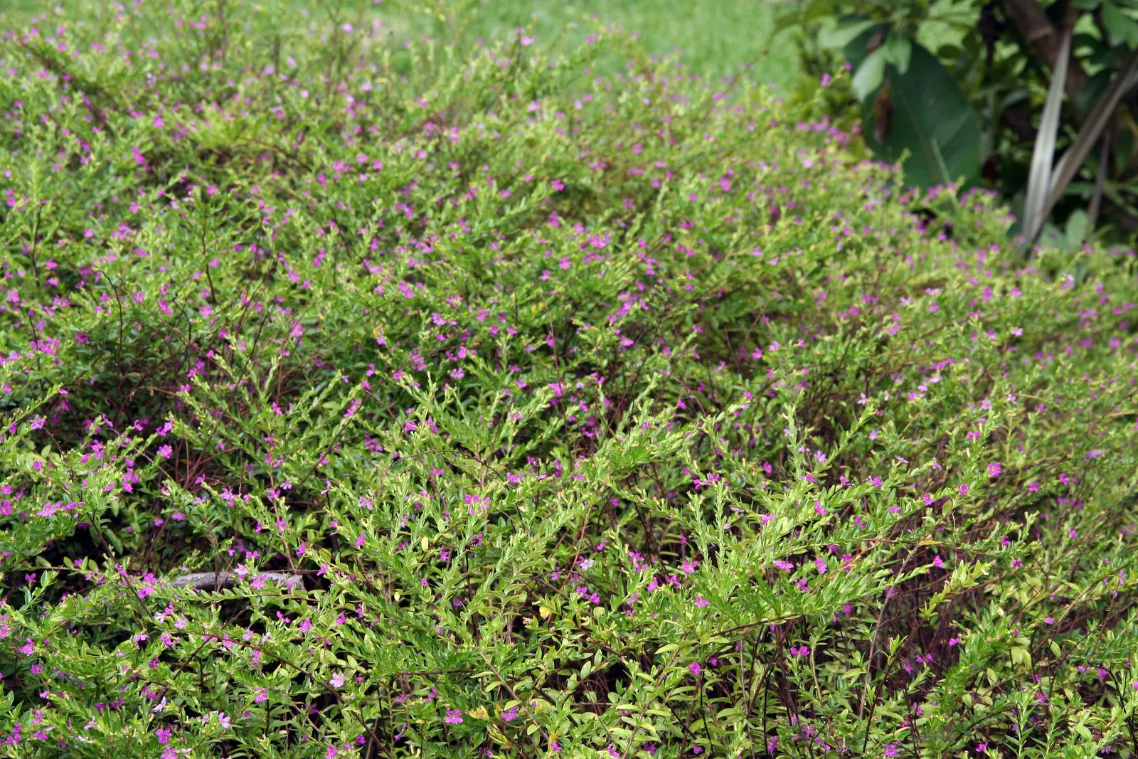 False Heather (Cuphea Hyssopifolia) — <br><br>In the landscape design; perennial / shrub for full or half