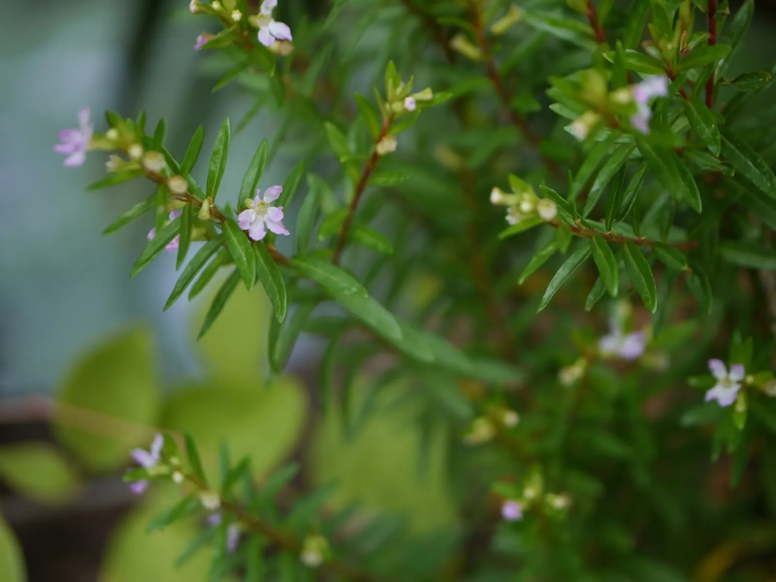 False Heather (Cuphea Hyssopifolia) — from late spring into fall; cuphea hyssopifolia can be groomed to maintain its tidy form, image 92