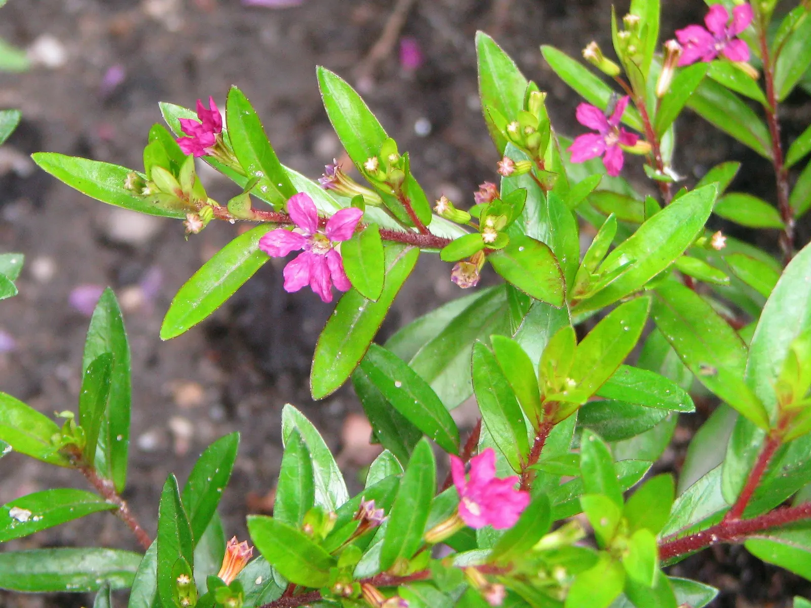 False Heather (Cuphea Hyssopifolia) — is a versatile and evergreen shrub that brings a touch of delicate beauty to any landscape design; consider, image 85