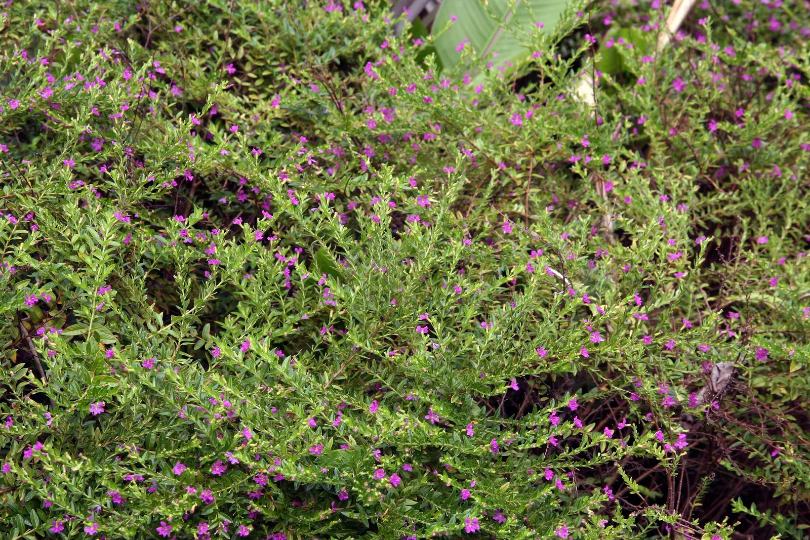 False Heather (Cuphea Hyssopifolia) — resembling that of heather; this charming plant typically reaches a height and spread of 2 to 3 feet, image 61