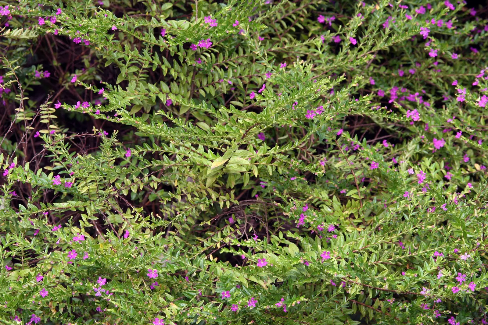 False Heather (Cuphea Hyssopifolia) — scientifically known as Cuphea hyssopifolia; the flowers are approximately 0.5 inches in length and emerge in abundance