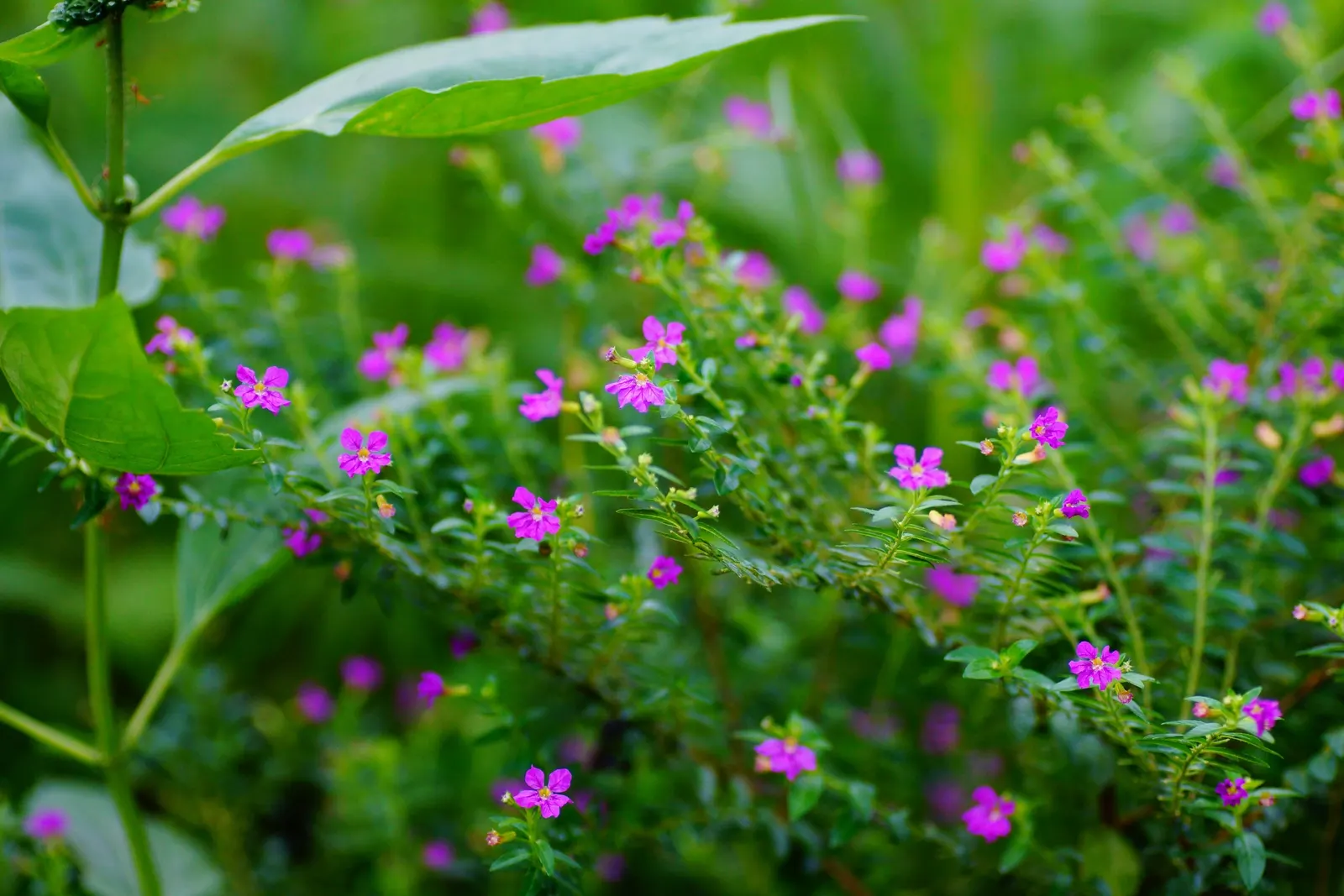 False Heather (Cuphea Hyssopifolia) — perennial / shrub with lavender and pink blooms; once established, it is moderately drought-tolerant, image 103
