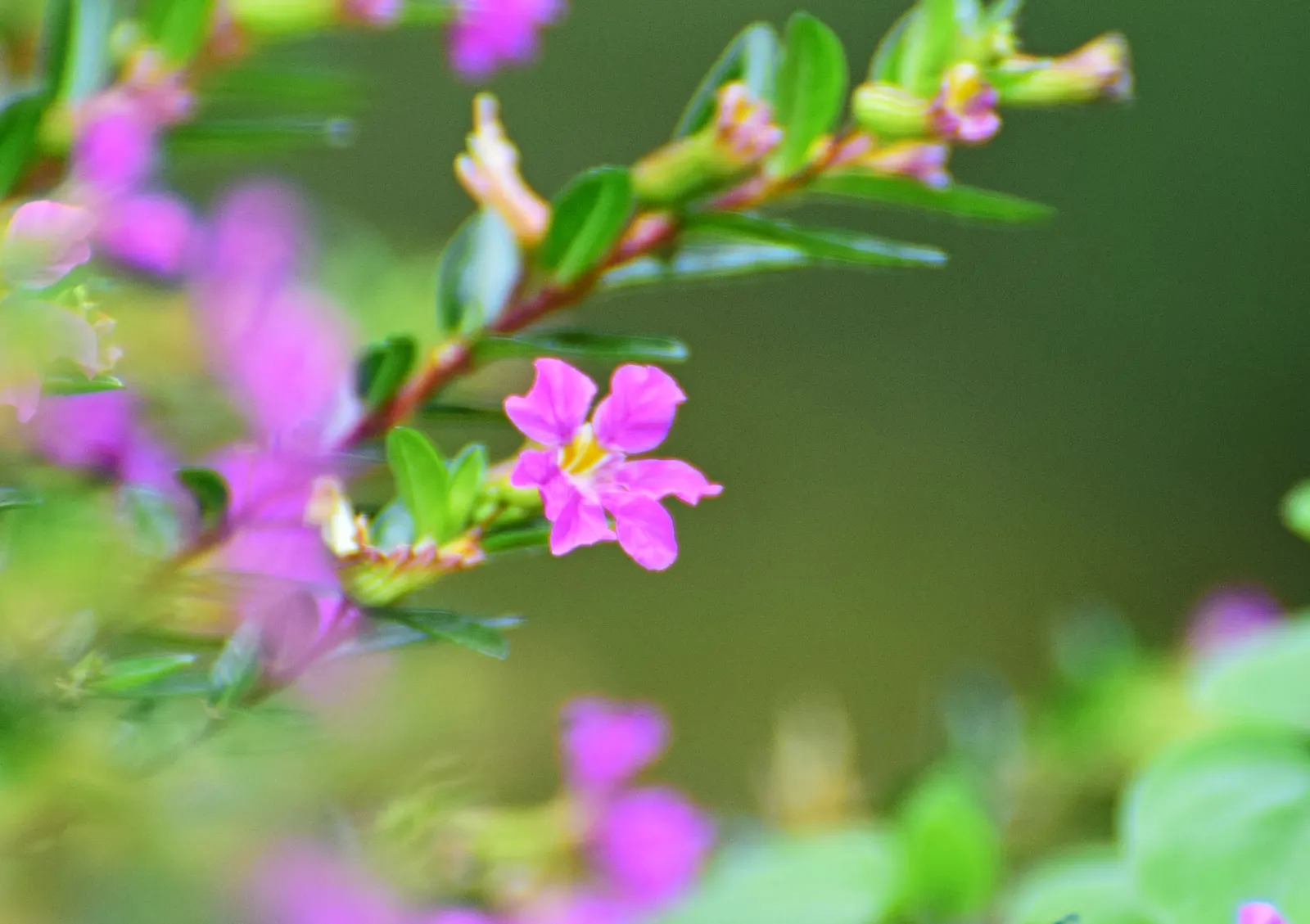 False Heather (Cuphea Hyssopifolia) — consider using False Heather as a low hedge; is a versatile and evergreen shrub that brings a touch of, image 72
