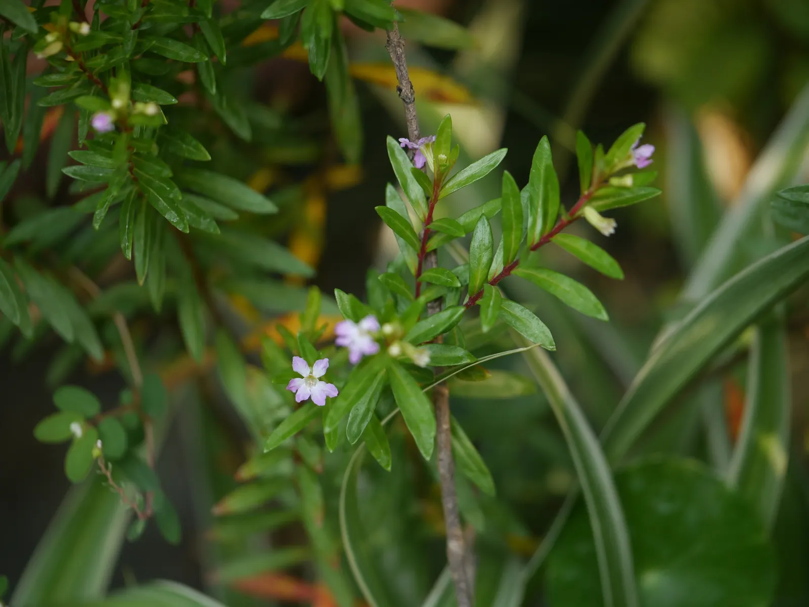 False Heather (Cuphea Hyssopifolia) — The flowers are approximately 0.5 inches in length and emerge in abundance throughout the warmer months; with, image 65