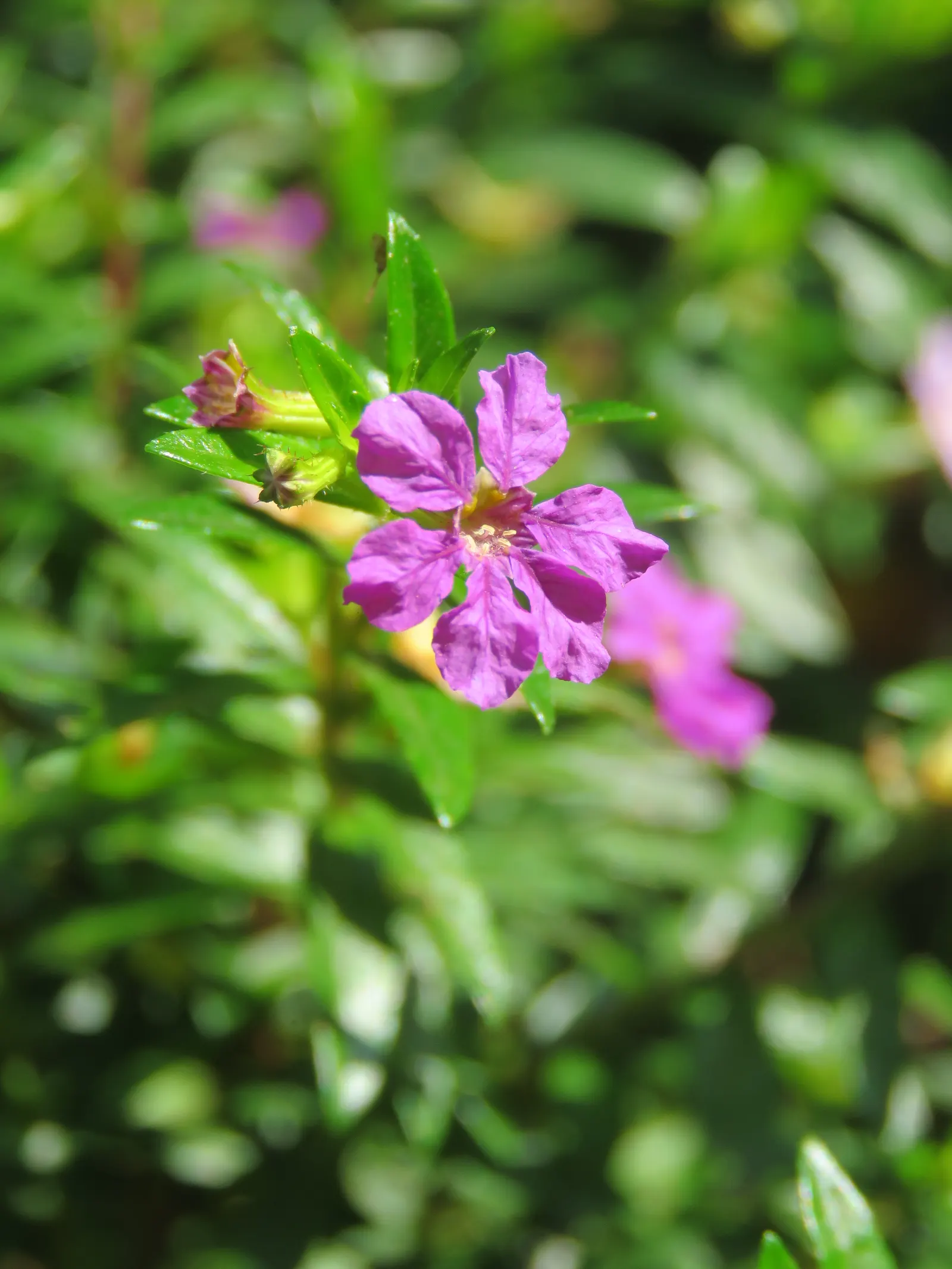 False Heather (Cuphea Hyssopifolia) — provide False Heather with well-draining soil and regular watering while establishing the plant; lavender and, image 93