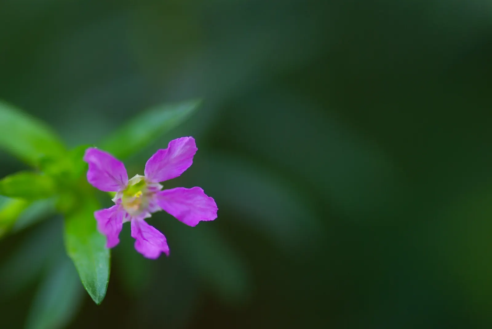 False Heather (Cuphea Hyssopifolia) — Cuphea hyssopifolia can be groomed to maintain its tidy form