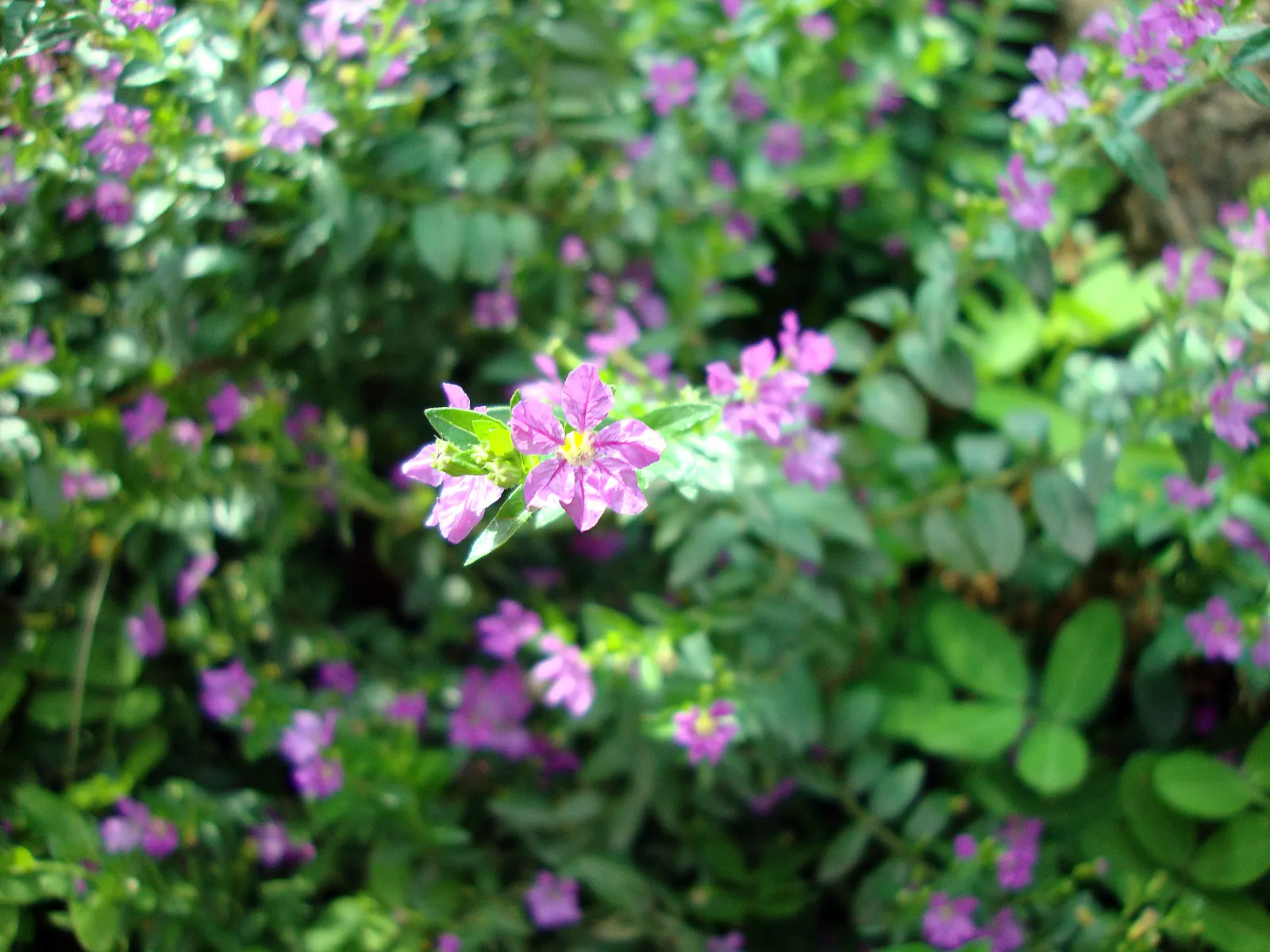 False Heather (Cuphea Hyssopifolia) — Prefers full sun to partial shade and well-drained soil