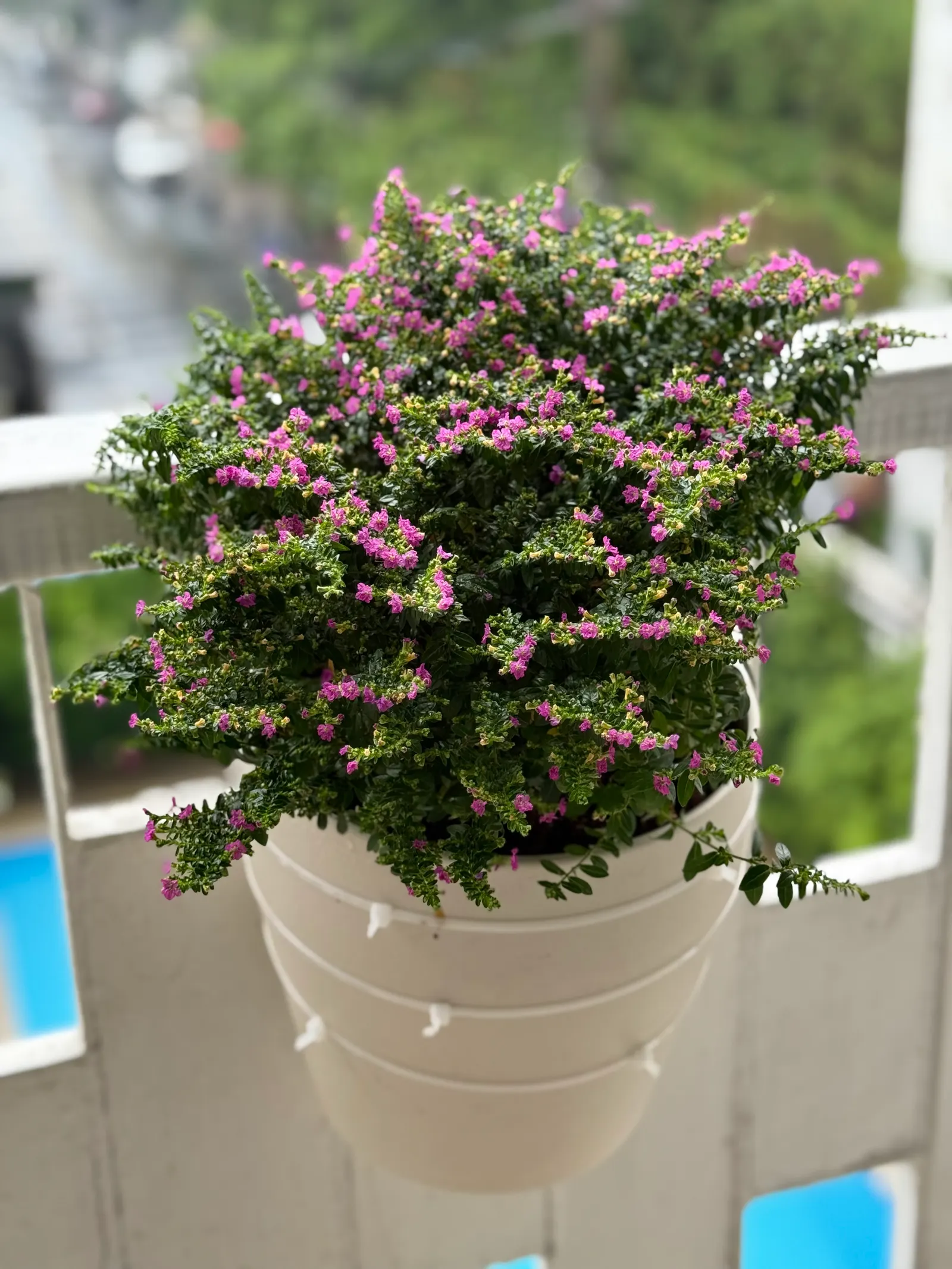 False Heather (Cuphea Hyssopifolia) — perennial / shrub for full or half