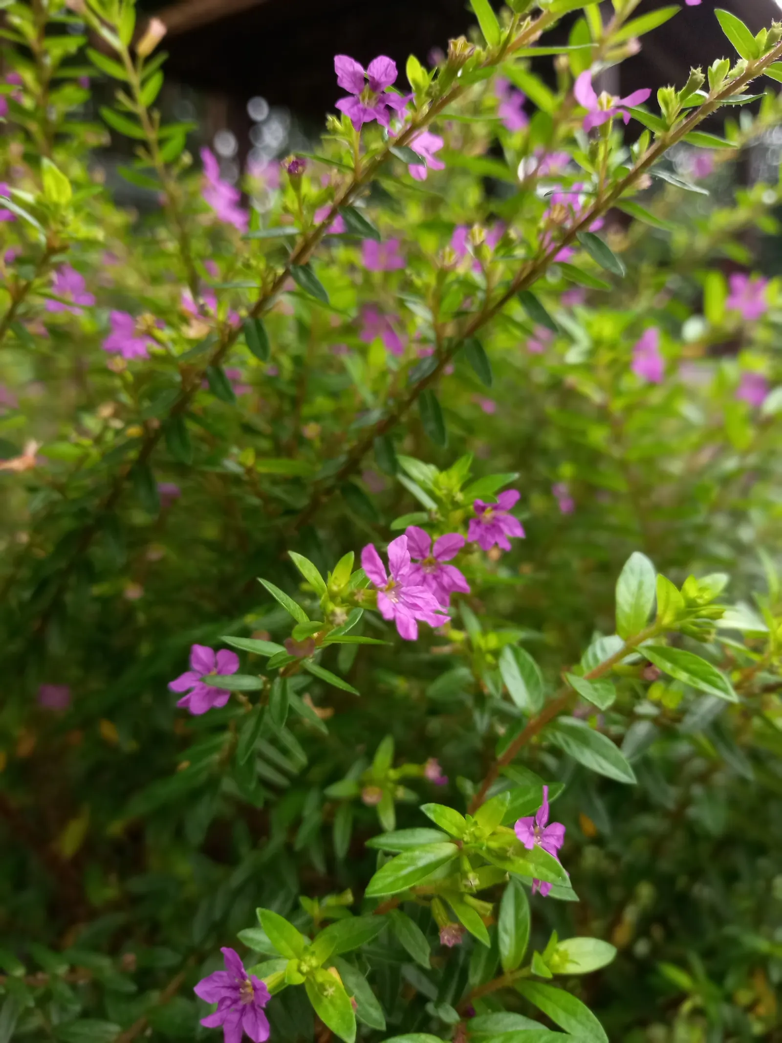 False Heather (Cuphea Hyssopifolia) — an accent in mixed borders; from late spring into fall