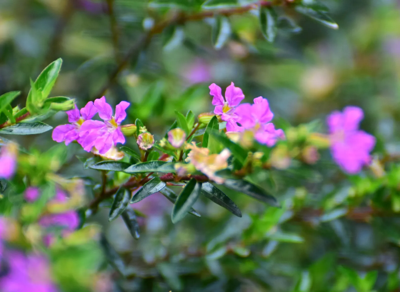 False Heather (Cuphea Hyssopifolia) — or in container plantings where its continual blooms can be appreciated up close; an accent in mixed borders, image 100