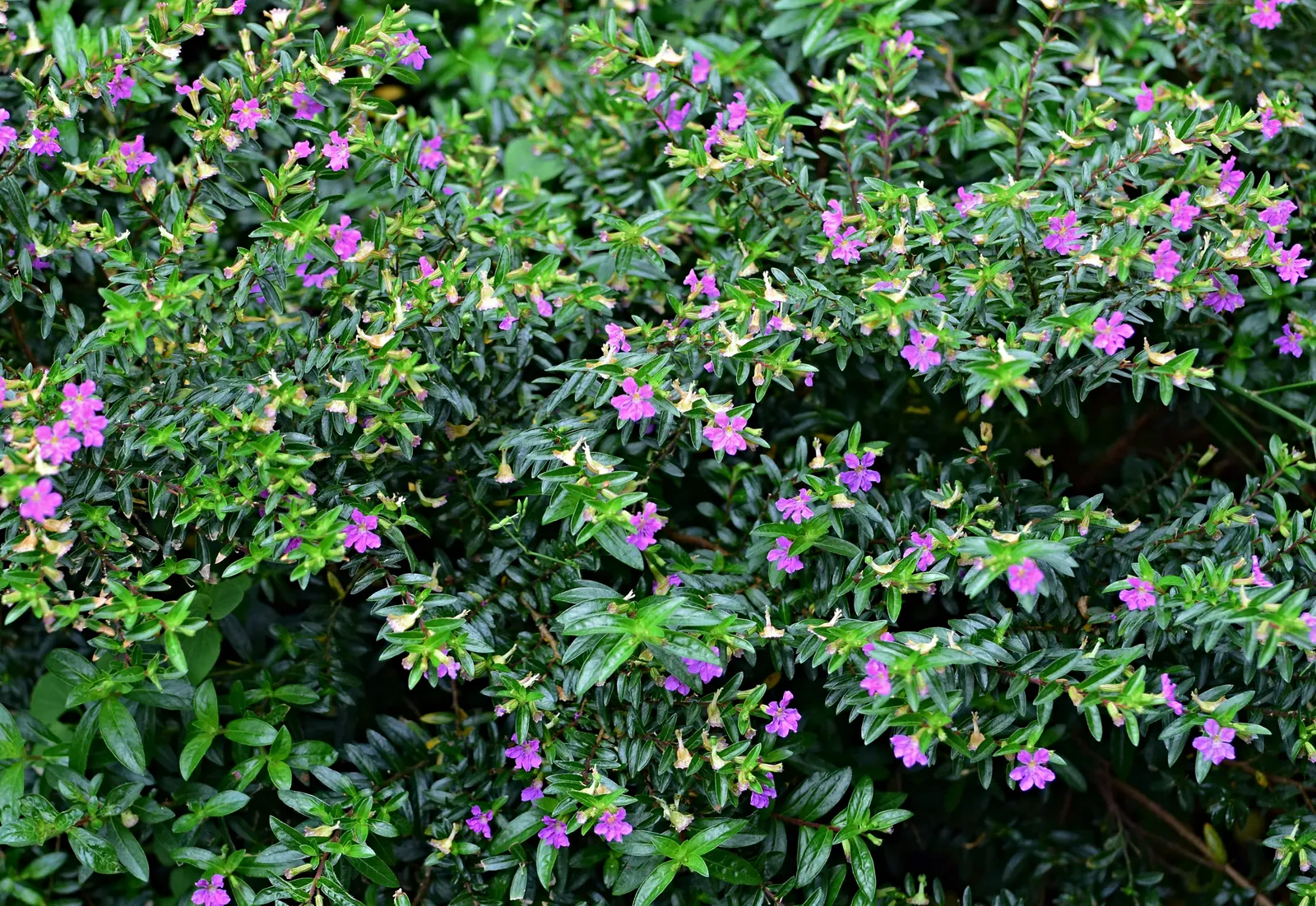 False Heather (Cuphea Hyssopifolia) — making it ideal for borders; scientifically known as Cuphea hyssopifolia, image 83