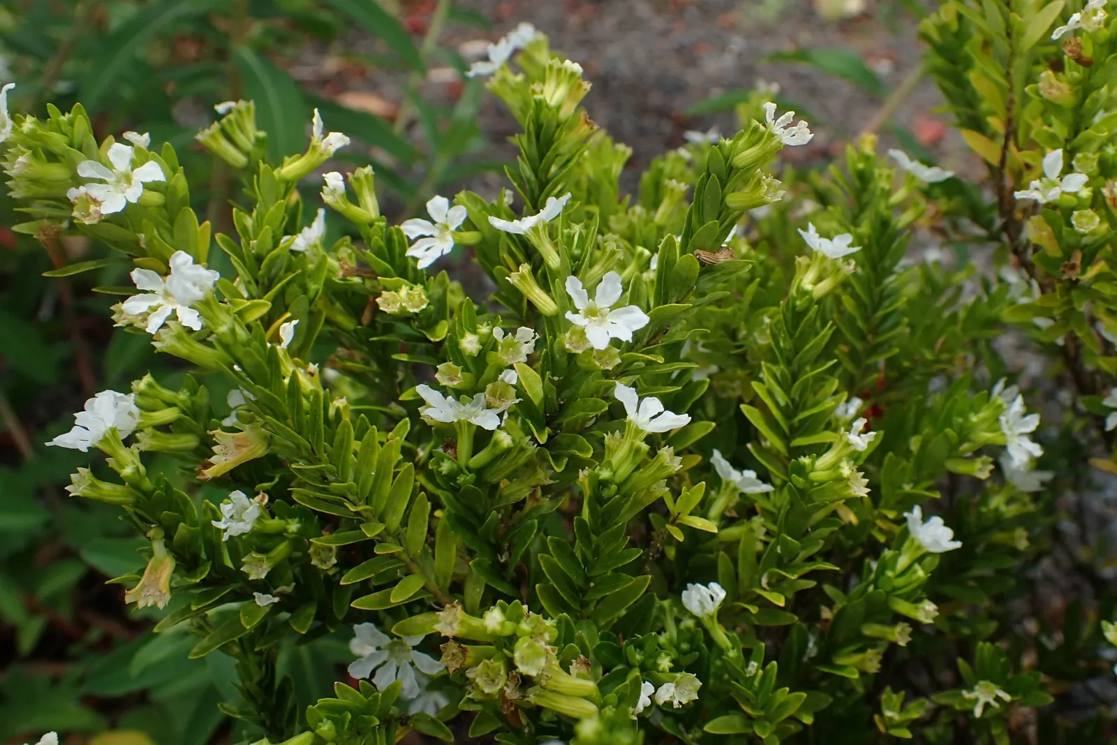 False Heather (Cuphea Hyssopifolia) — evergreen shrub with a dense; prefers full sun to partial shade and well-drained soil