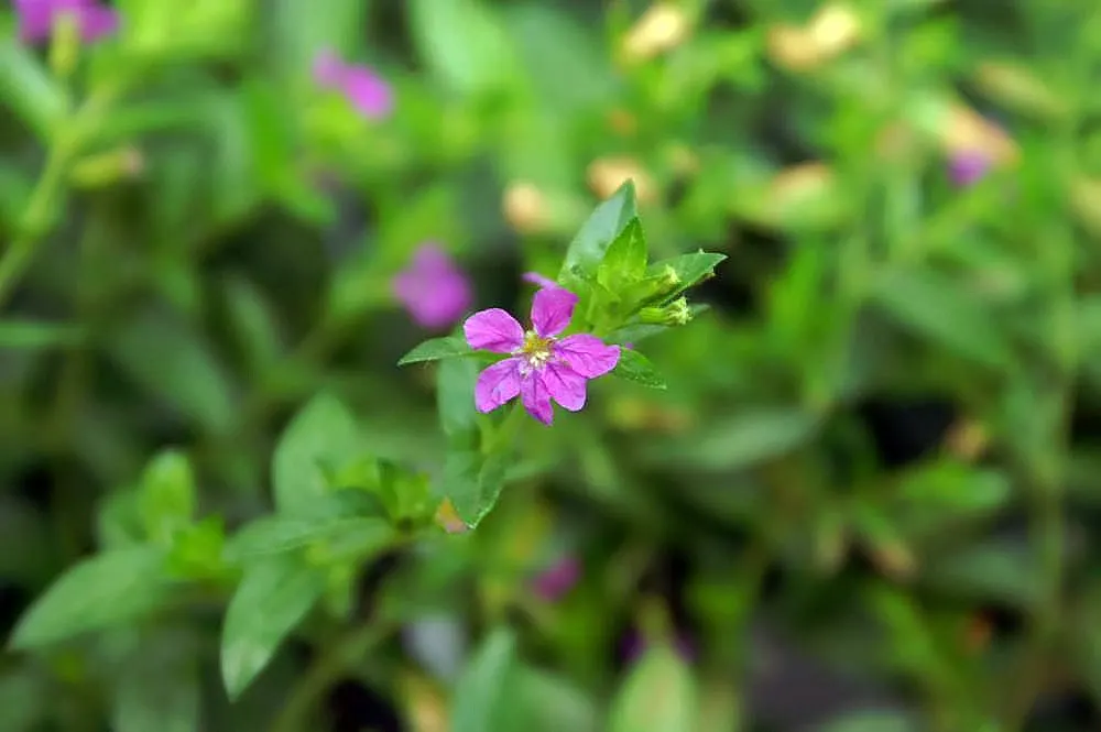 False Heather (Cuphea Hyssopifolia) — from late spring into fall; cuphea hyssopifolia can be groomed to maintain its tidy form, image 66