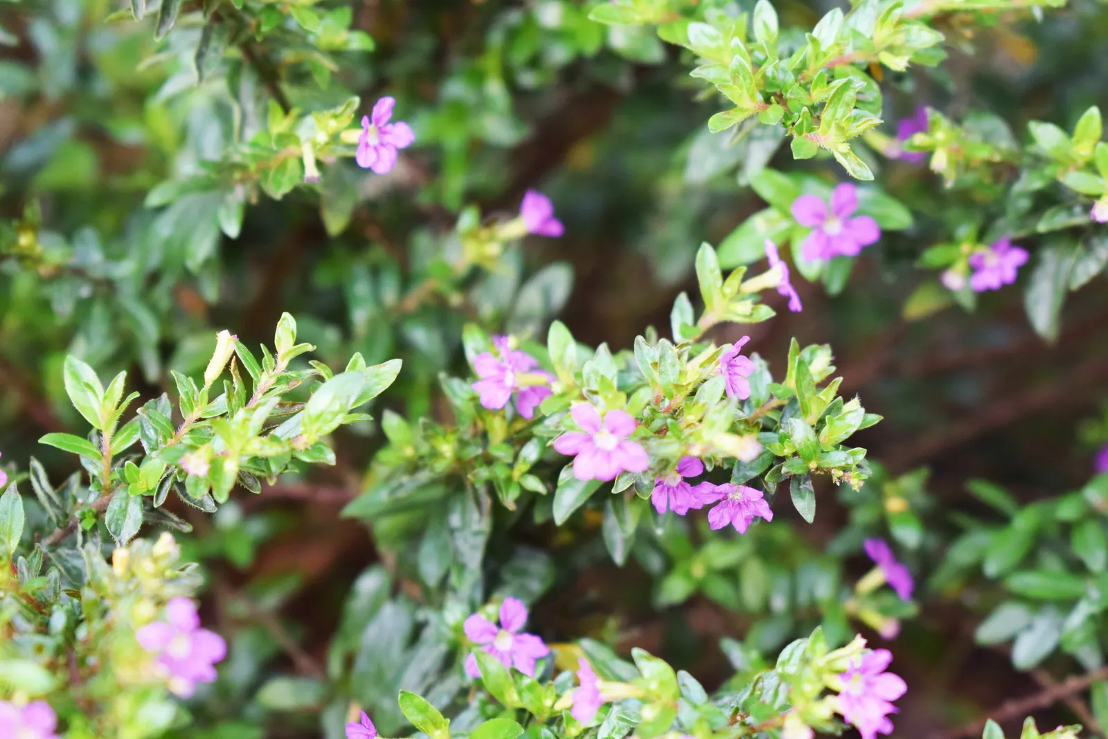 False Heather (Cuphea Hyssopifolia) — lavender to white trumpet-shaped flowers that bloom year-round in warm climates; and trimming should be done, image 81
