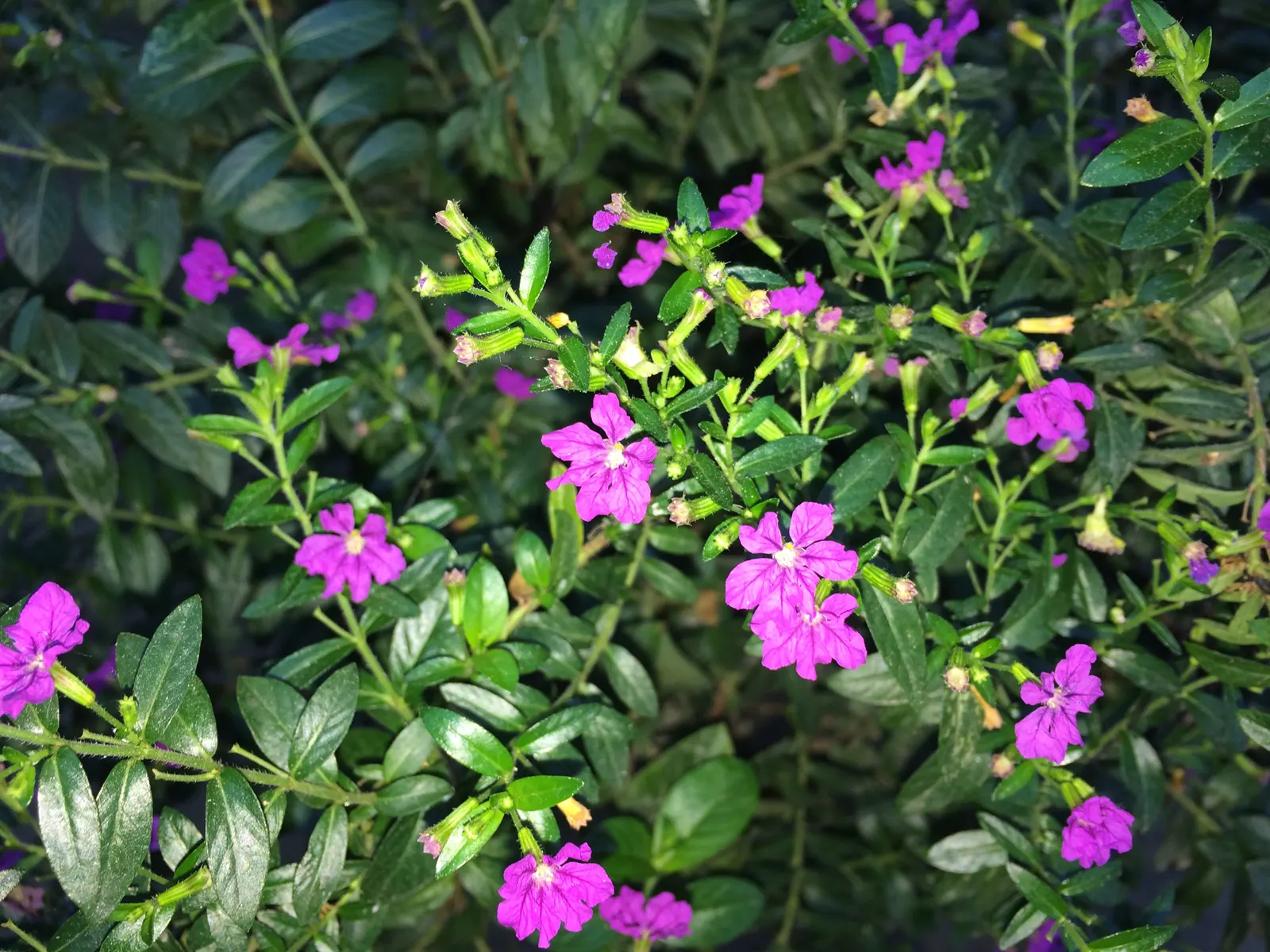 False Heather (Cuphea Hyssopifolia) — reaching up to 24 inches in height and spread; these deep green leaves create a lush backdrop for the plant's, image 80