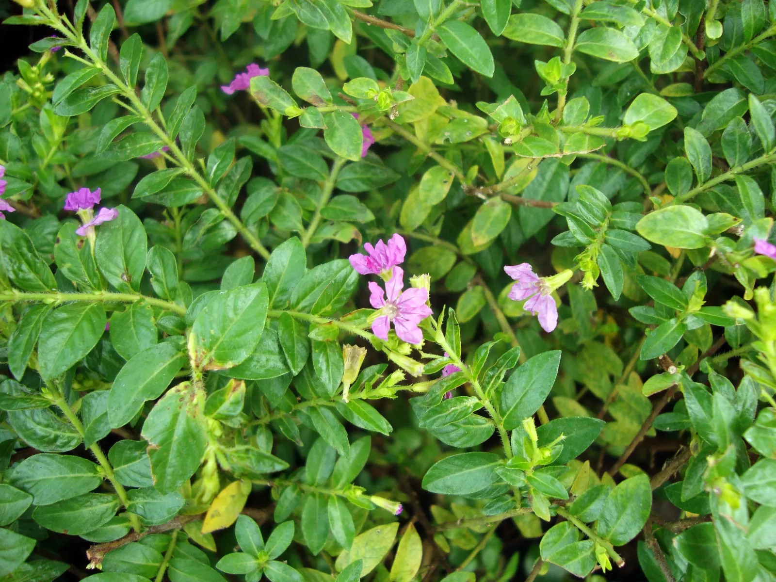False Heather (Cuphea Hyssopifolia) — is a versatile and evergreen shrub that brings a touch of delicate beauty to any landscape design; consider using False