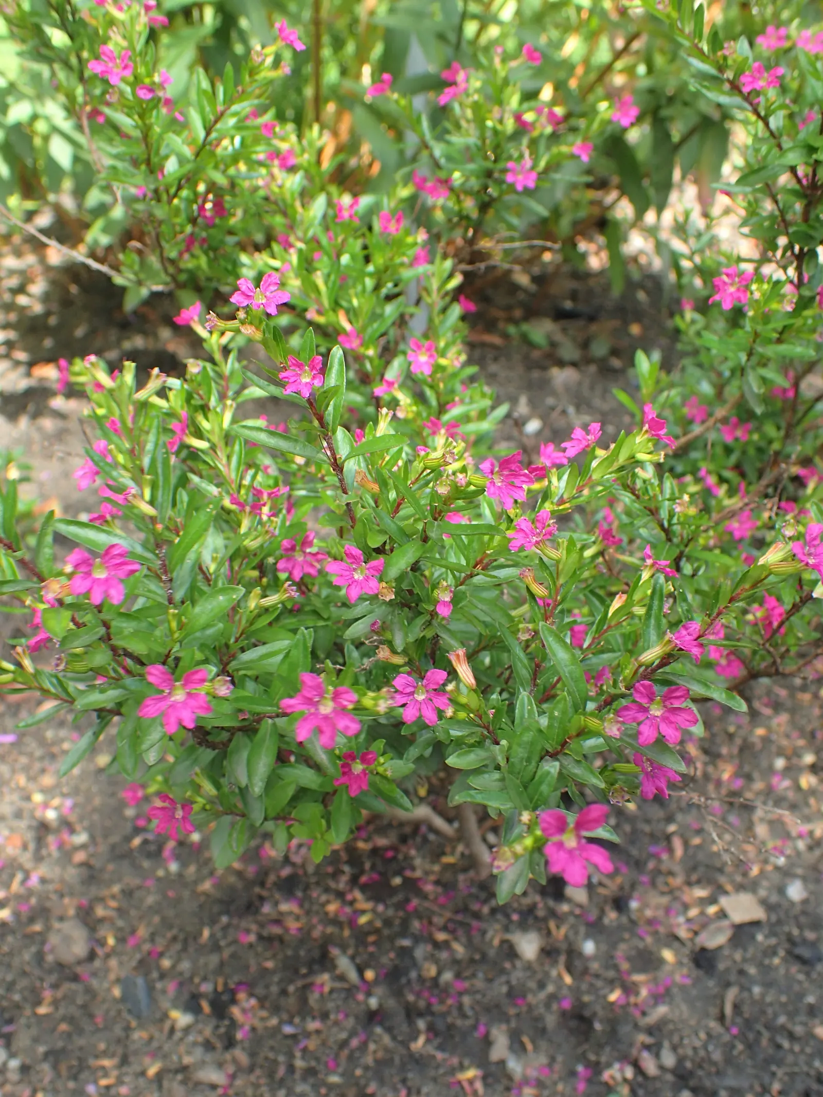 False Heather (Cuphea Hyssopifolia) — lavender to white trumpet-shaped flowers that bloom year-round in warm climates; and trimming should be done, image 55