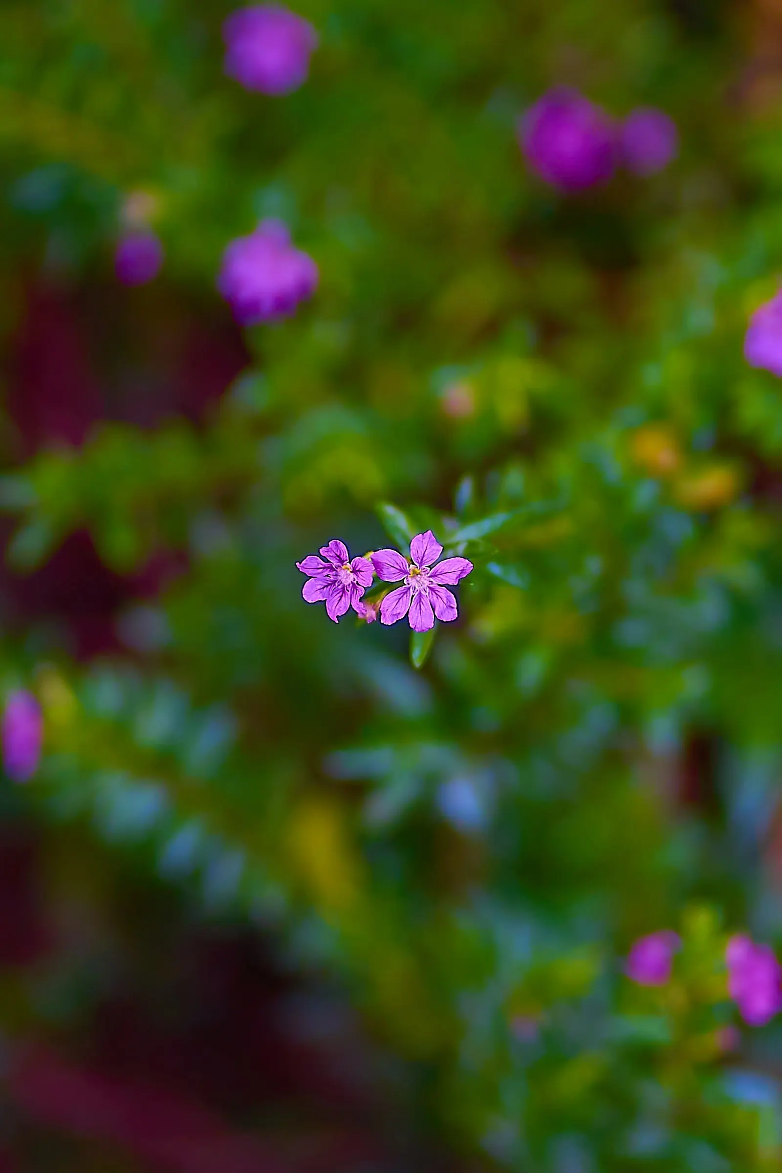 False Heather (Cuphea Hyssopifolia) — This charming plant typically reaches a height and spread of 2 to 3 feet