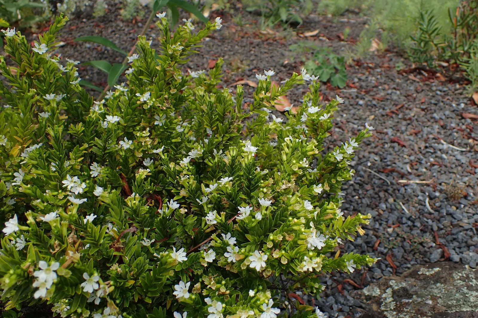 False Heather (Cuphea Hyssopifolia) — evergreen shrub with a dense; prefers full sun to partial shade and well-drained soil, image 105