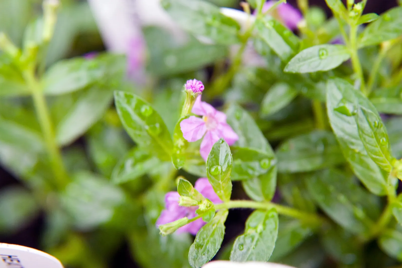 False Heather (Cuphea Hyssopifolia) — Its compact size also makes it an ideal choice for urban gardens or smaller spaces